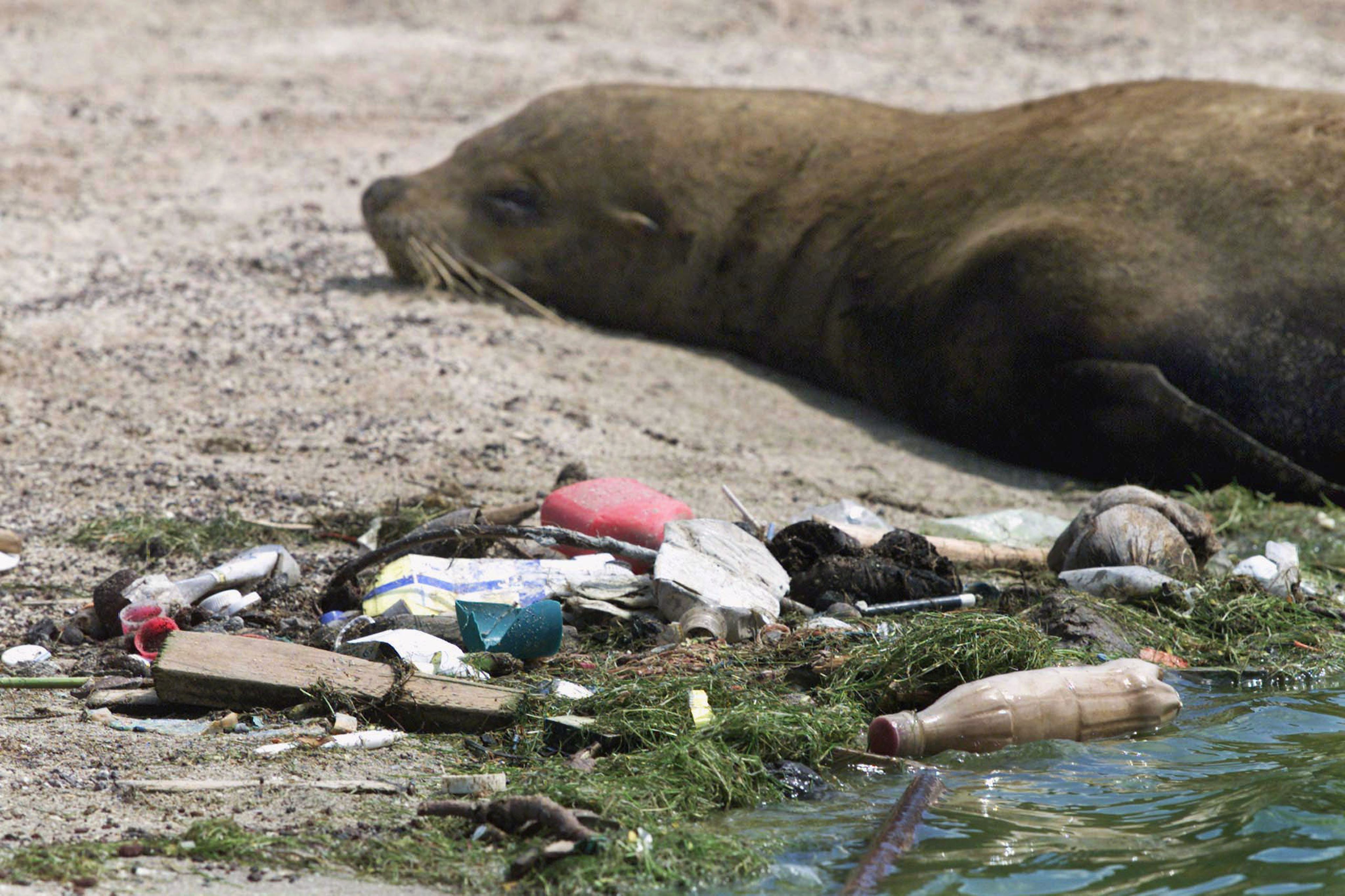 La isla de basura contiene más de 1,8 billones de piezas de plástico que son una amenaza para la vida silvestre.