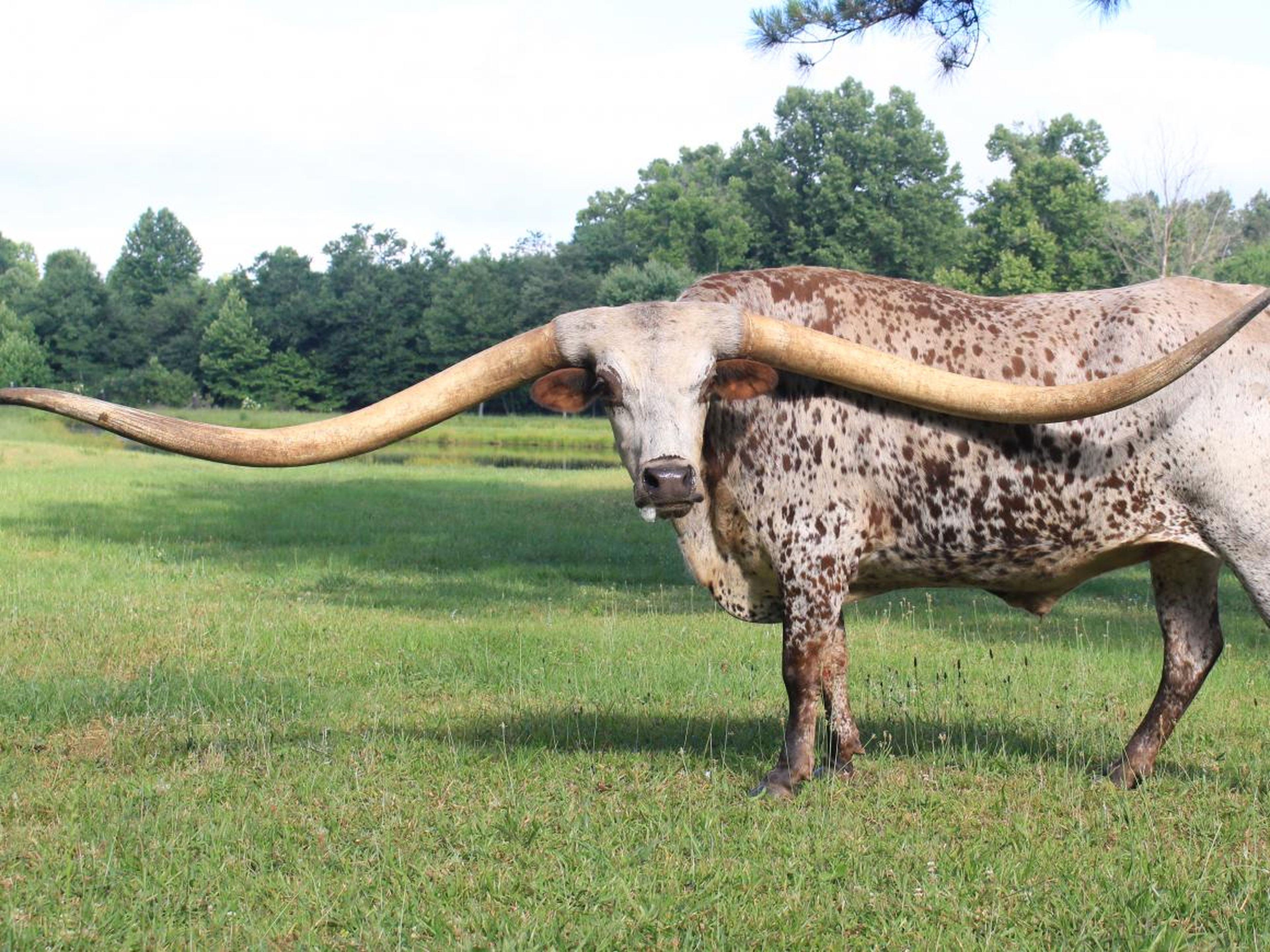 Техасский лонгхорн. Техасский лонгхорн самые длинные рога. Гигантский бык. Самый большой бык.
