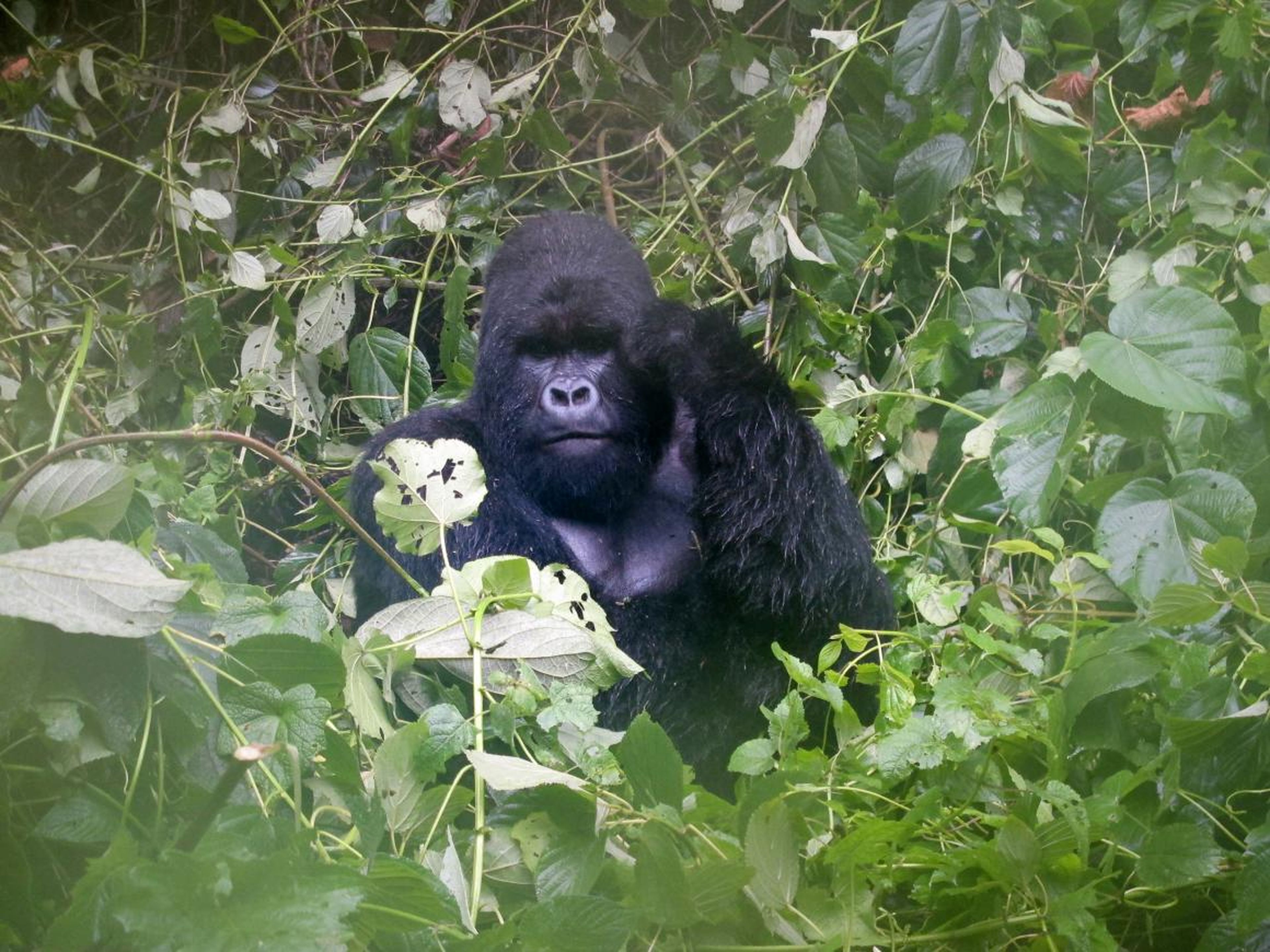 Un gorila de montaña en el Parque Nacional de Virunga, situado en la República Democrática del Congo, el 4 de abril de 2014.
