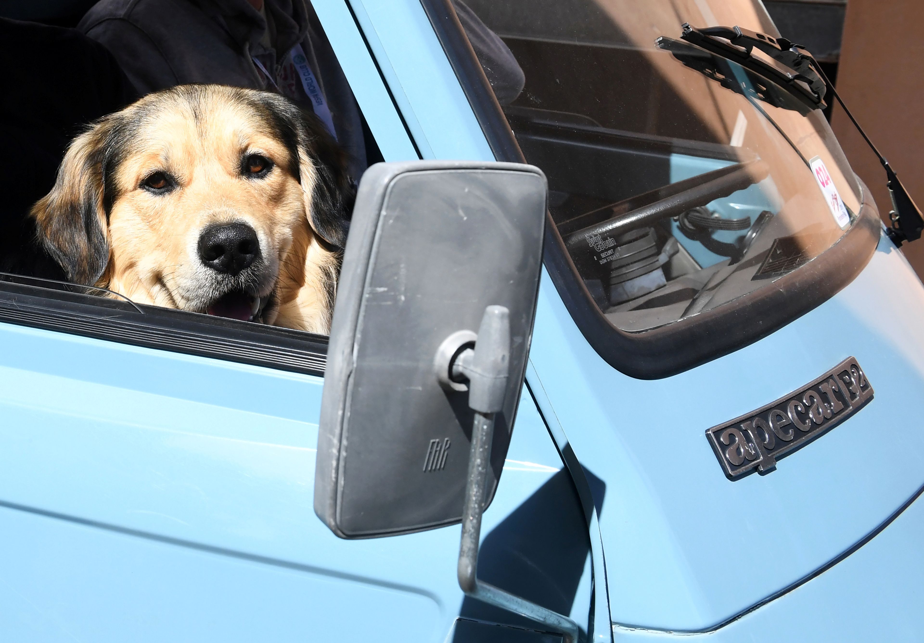 Un perro en el interior de un coche