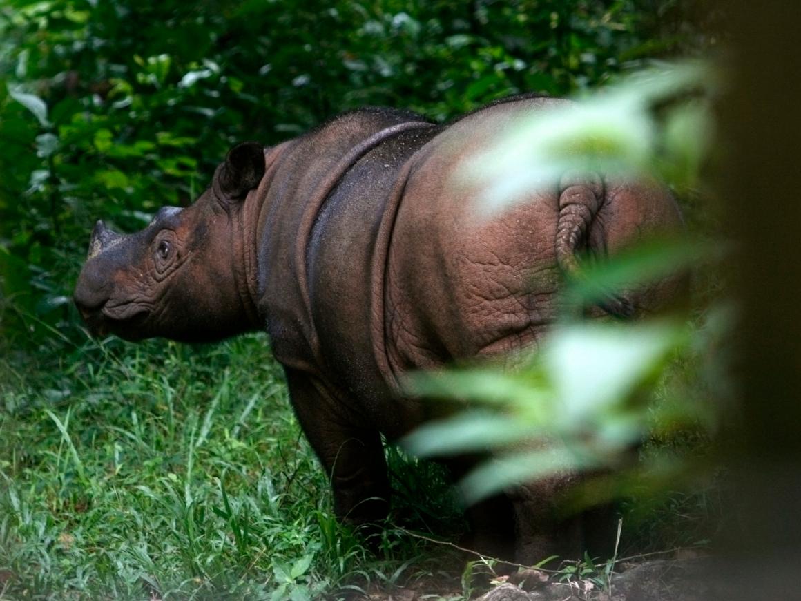 La Población Animal Ha Disminuido Un 50%: La última Prueba Que ...