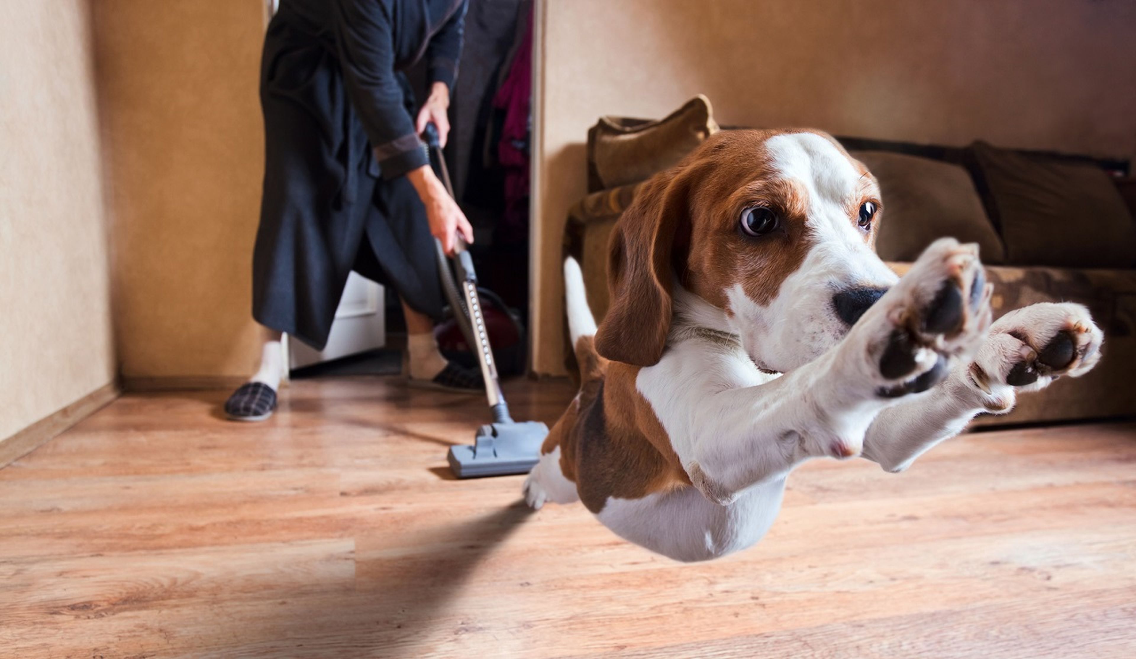 Trucos para limpiar la casa que debes conocer si tienes perro o gato