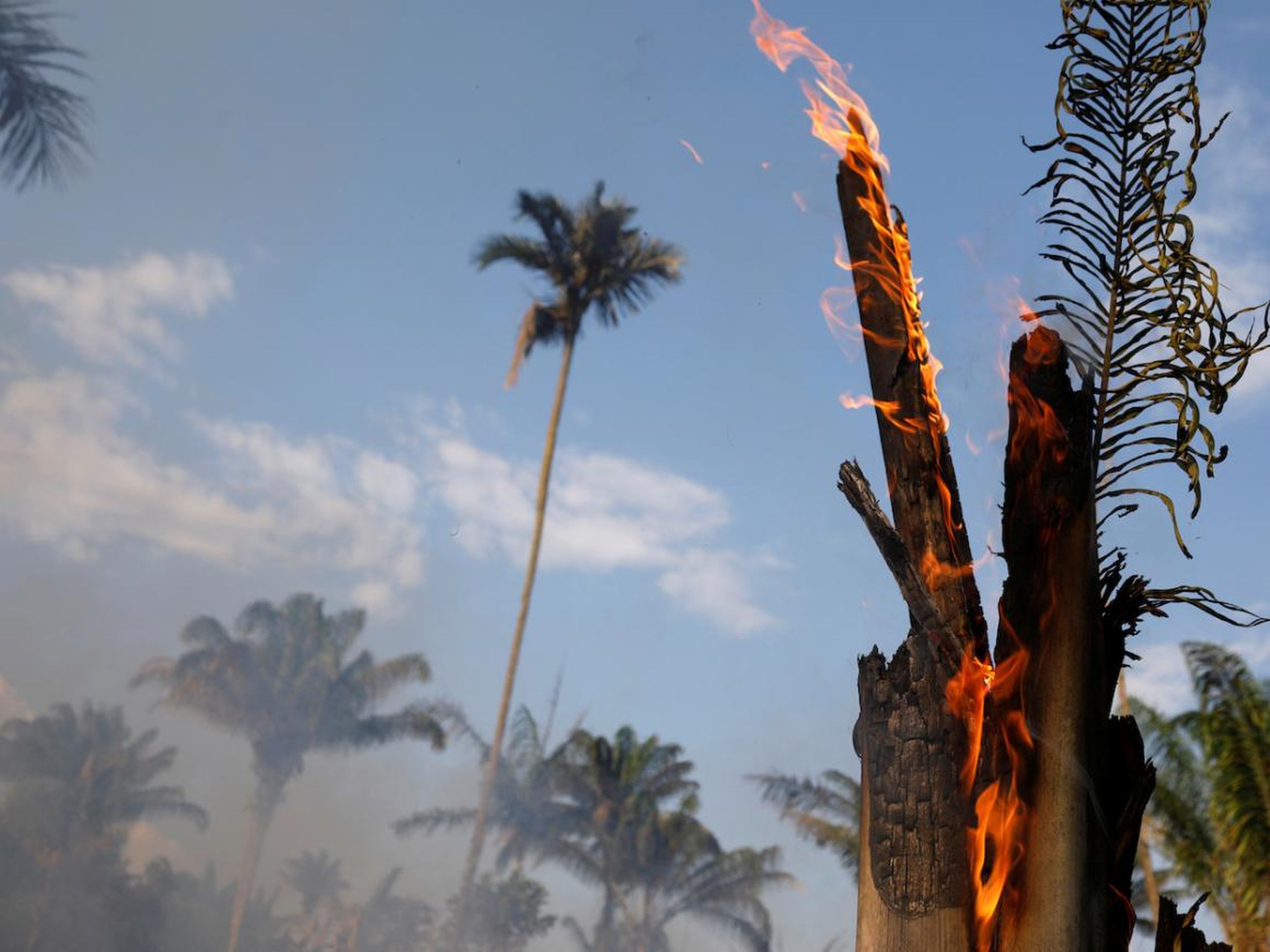 En Iranduba, estado de Amazonas, Brasil, el 20 de agosto de 2019, un tramo de selva amazónica se quema al ser despejado por madereros y agricultores.