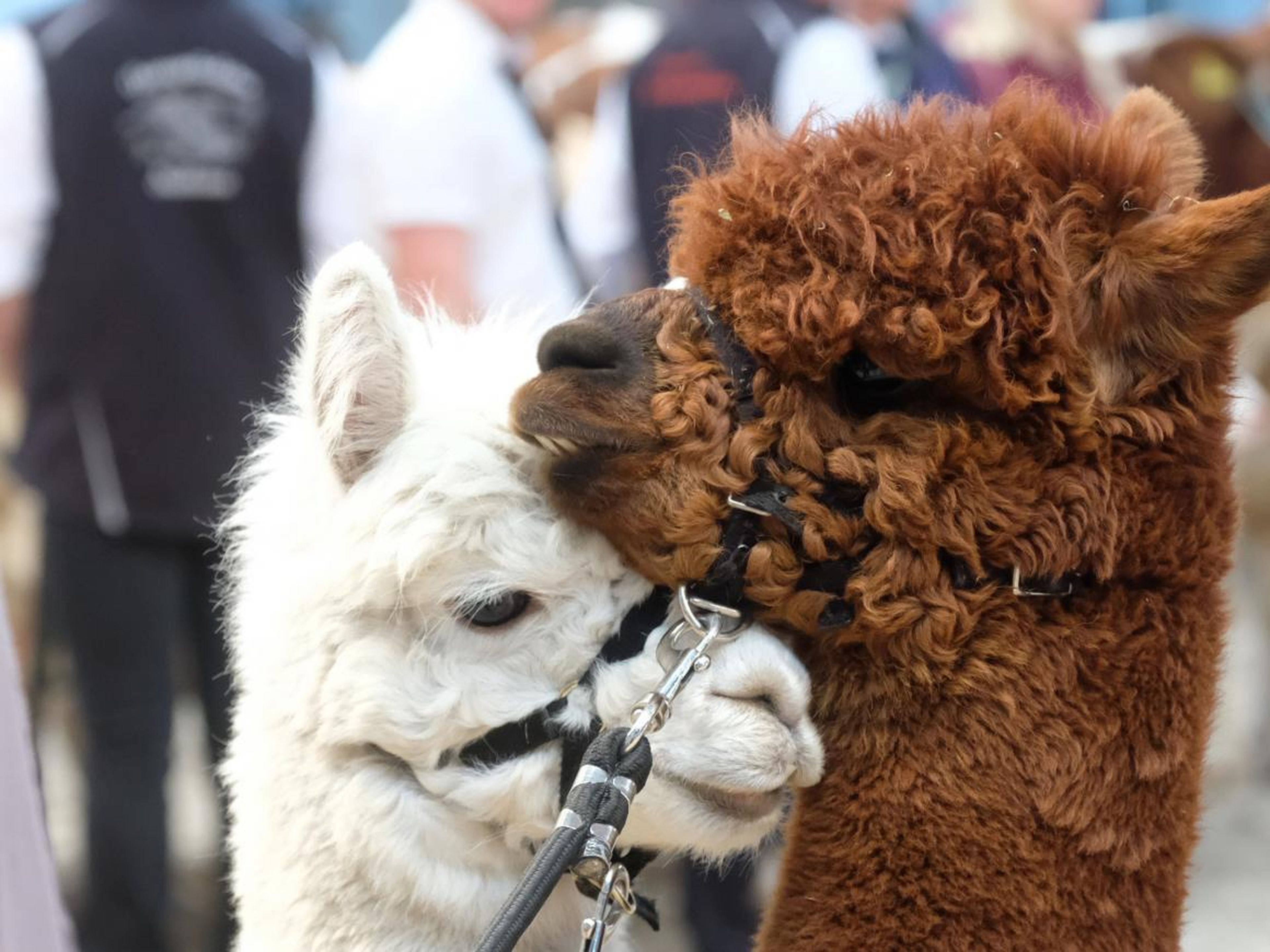 There were two species of alpacas at the parade (not pictured): Huacaya and Suri, according to Guinness World Records.
