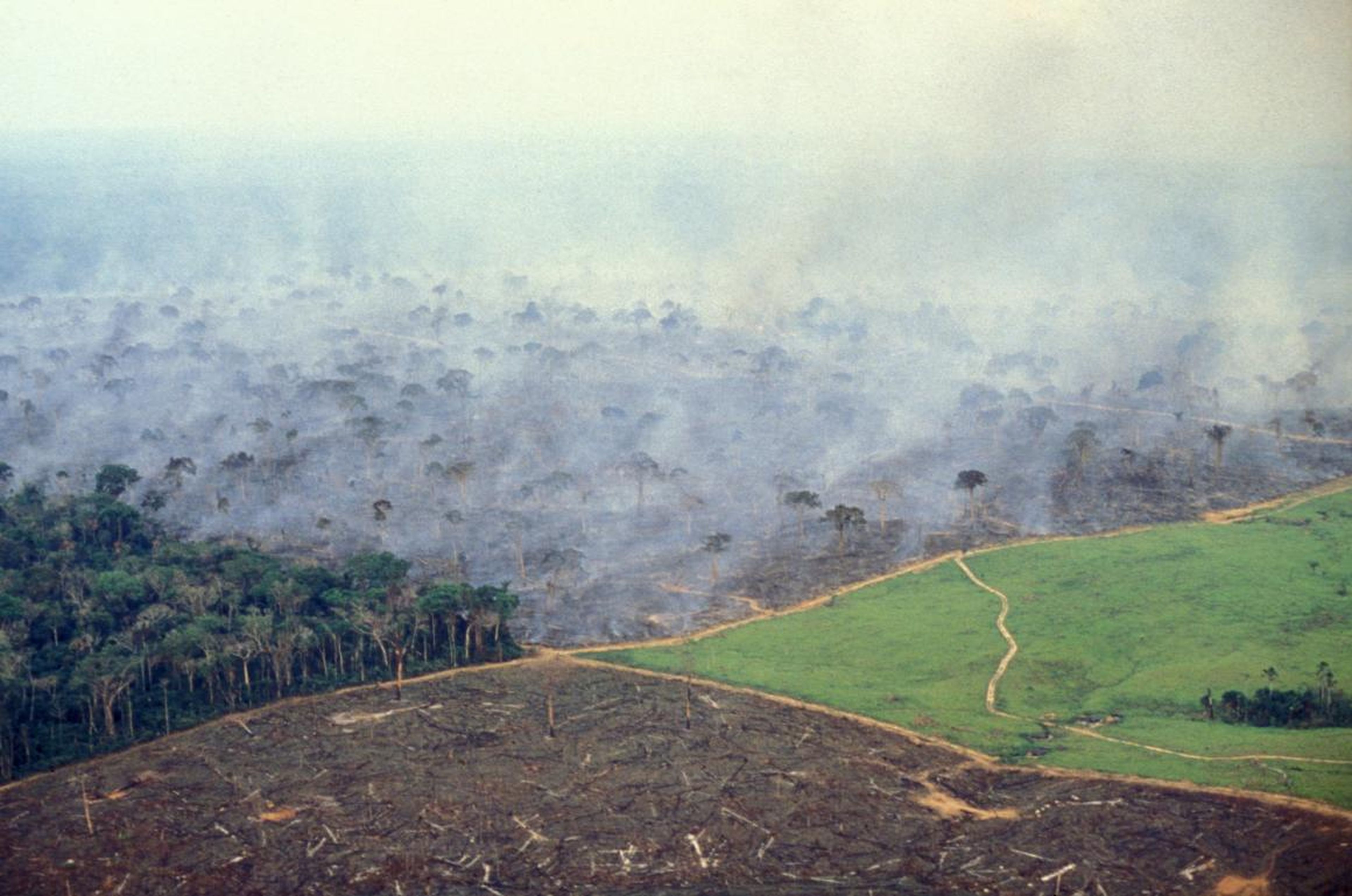 This November 17, 2014 photo shows the four stages of land management on a big cattle farm in the Brazilian Amazon: cleared land that was recently burned, a grassy pasture waiting for cattle, burning forest, and native forest that will eventually meet the