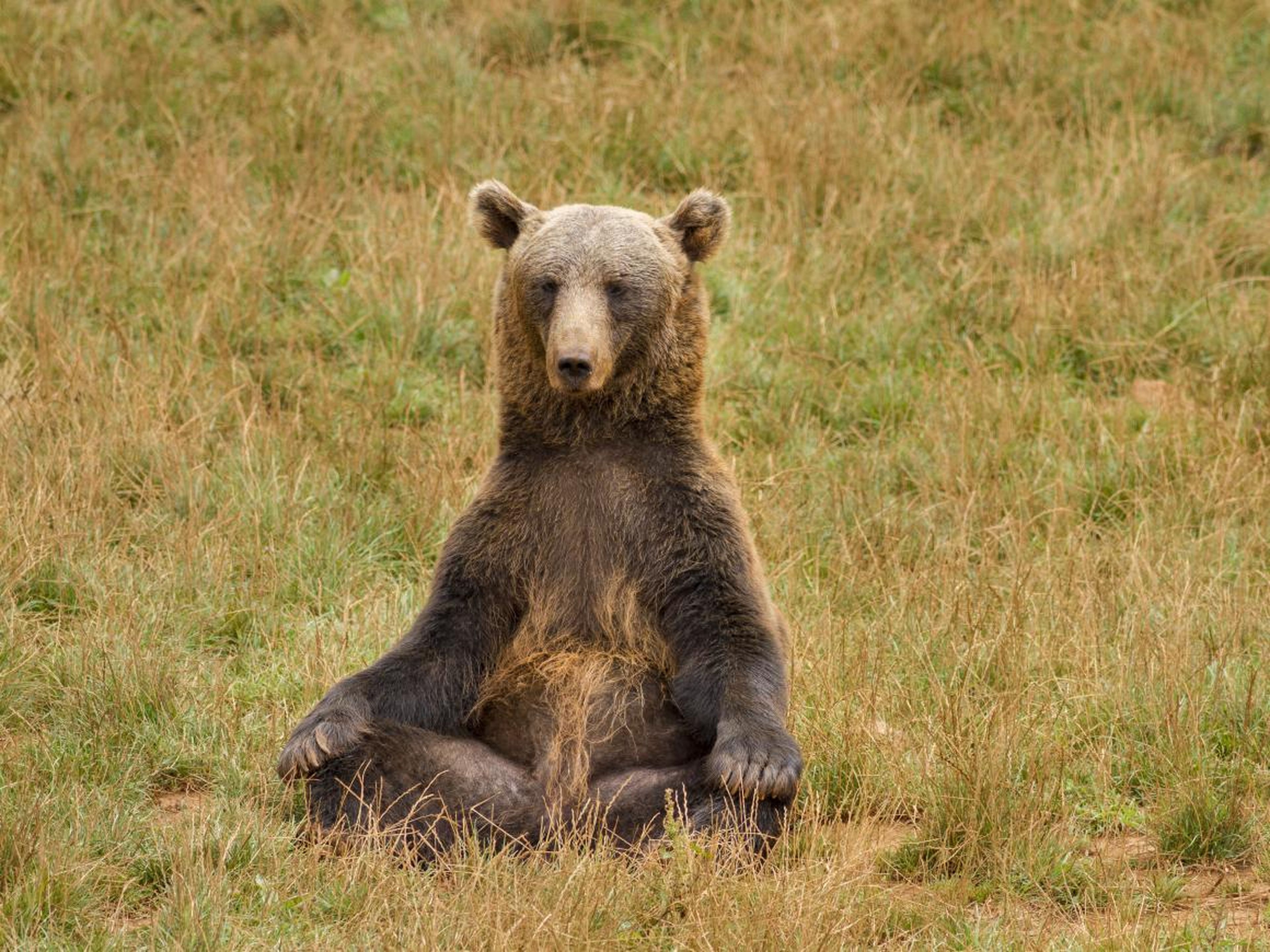 Este oso también es un aficionado al yoga y a la meditación.
