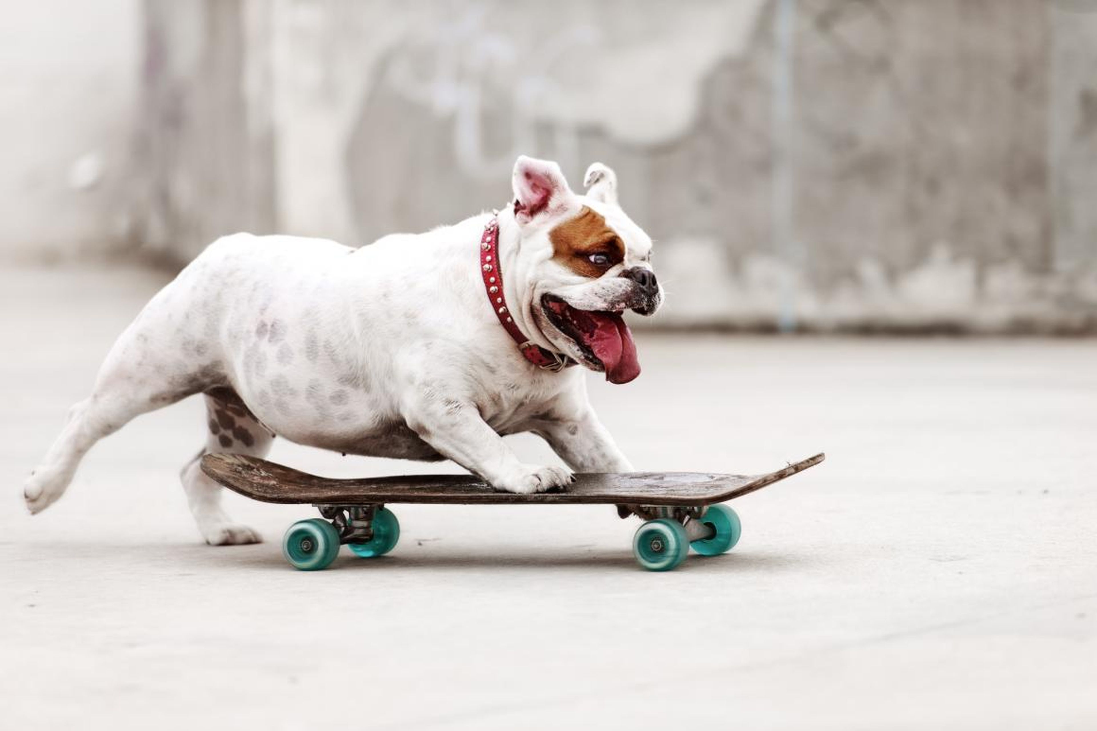 ... mientras que esté perro se prepara para ser un gran skater.