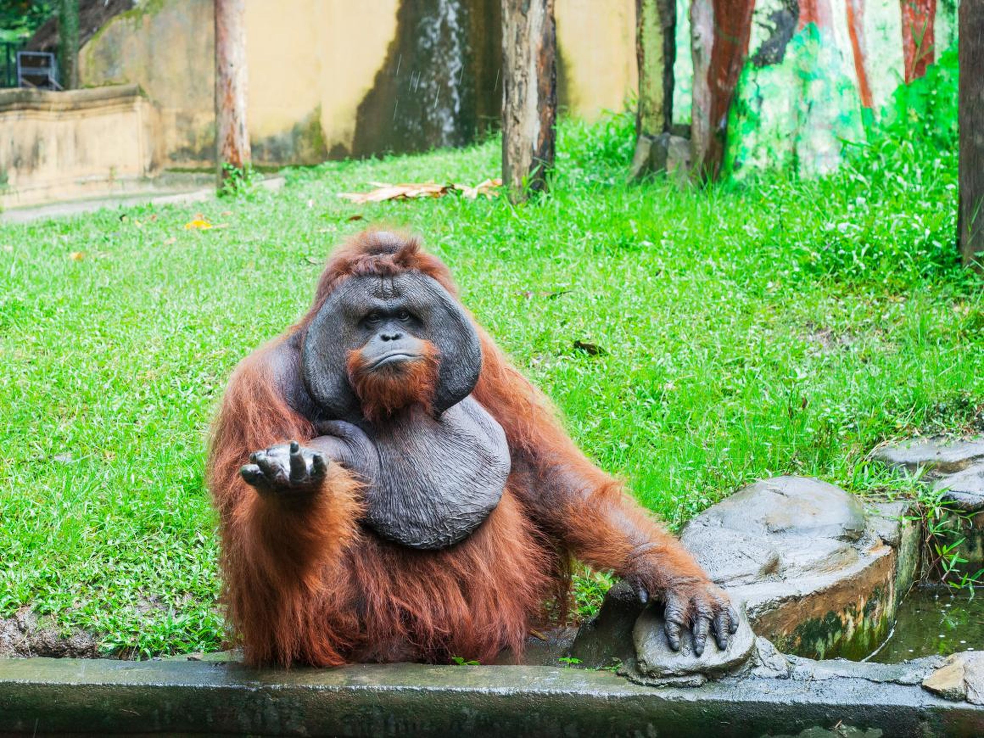 ... and this orangutan doesn't seem to know what's up.