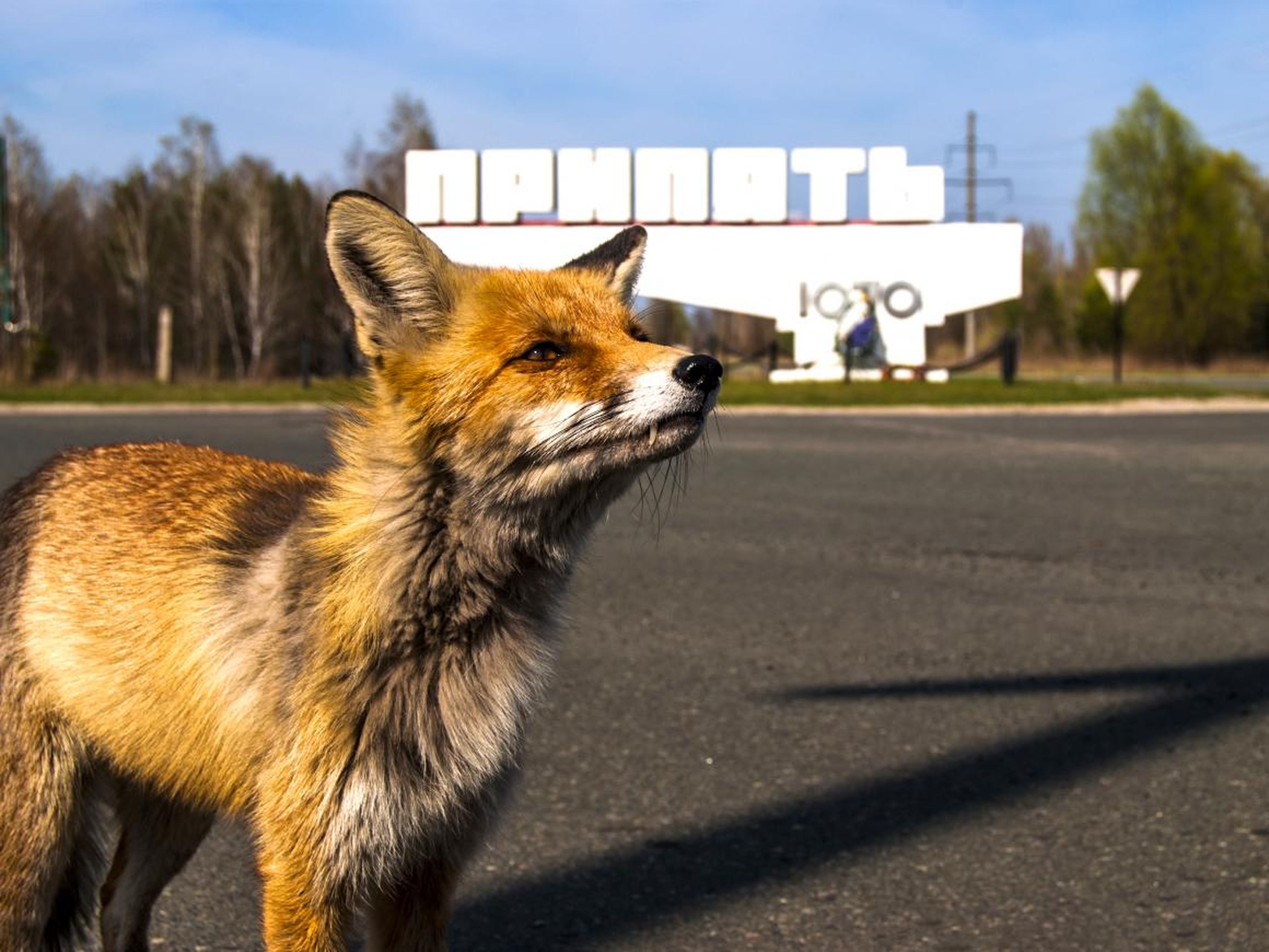 Un zorro salvaje delante del cartel que indica "Pripyat" en ruso.