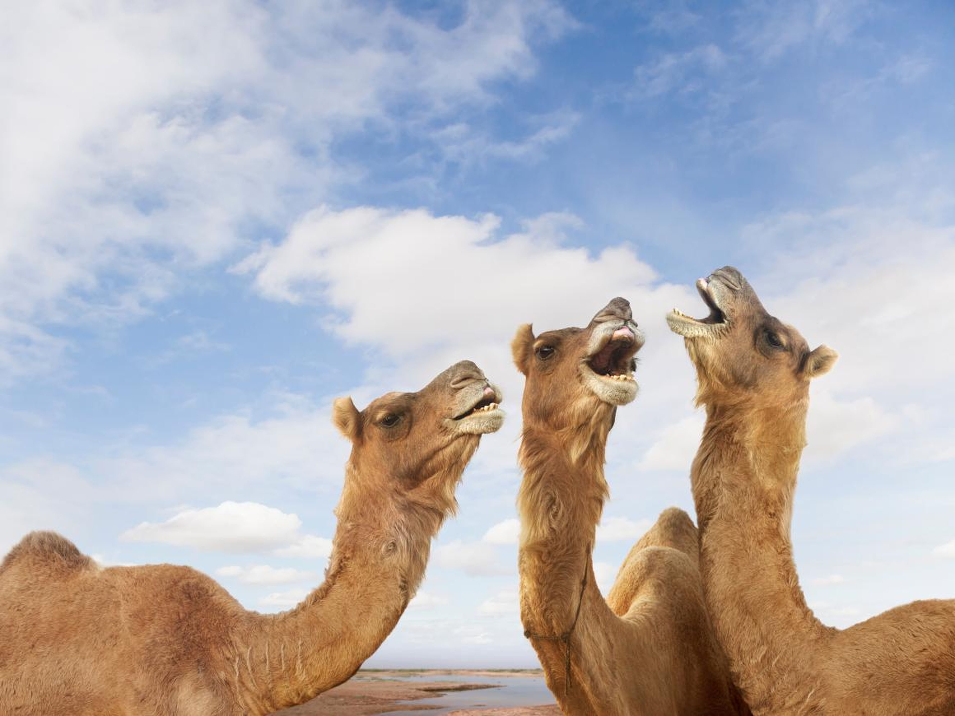 Estos camellos están formando un grupo musical a cappella.