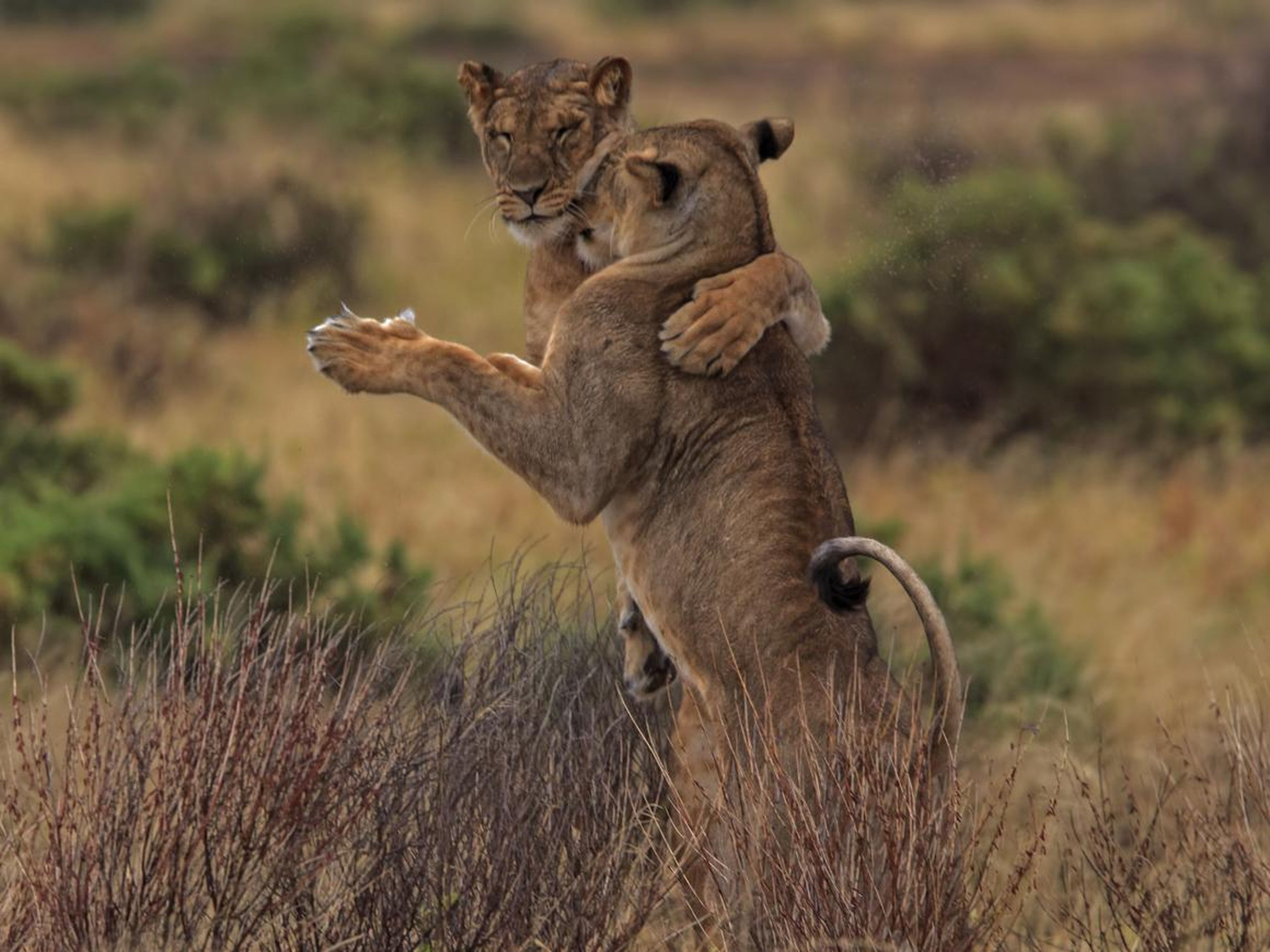 ... estos leones están practicando una coreografía.