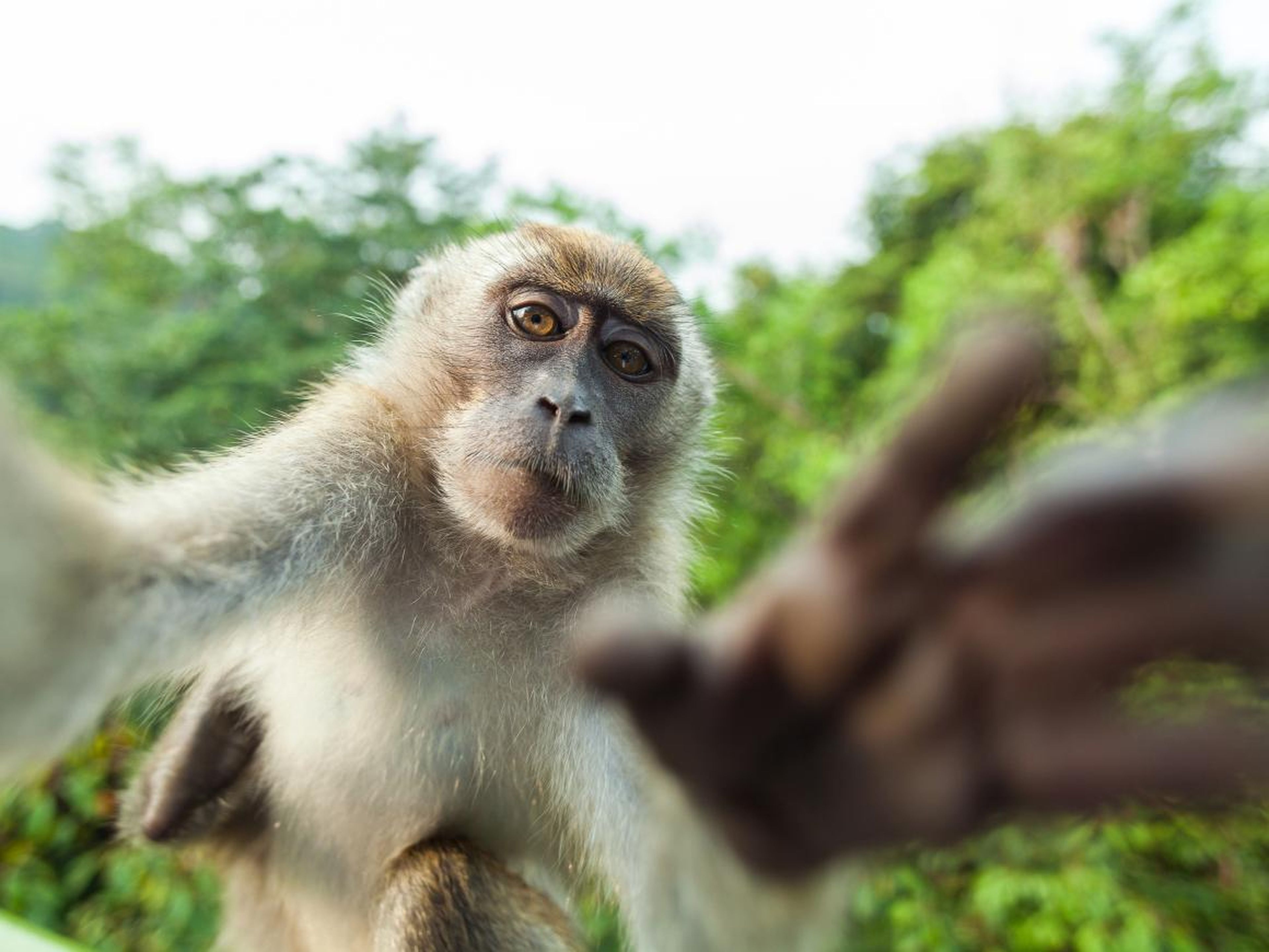 ¿Qué pasa que solo pueden hacerse selfies los humanos? Este mono demuestra que él también es capaz.