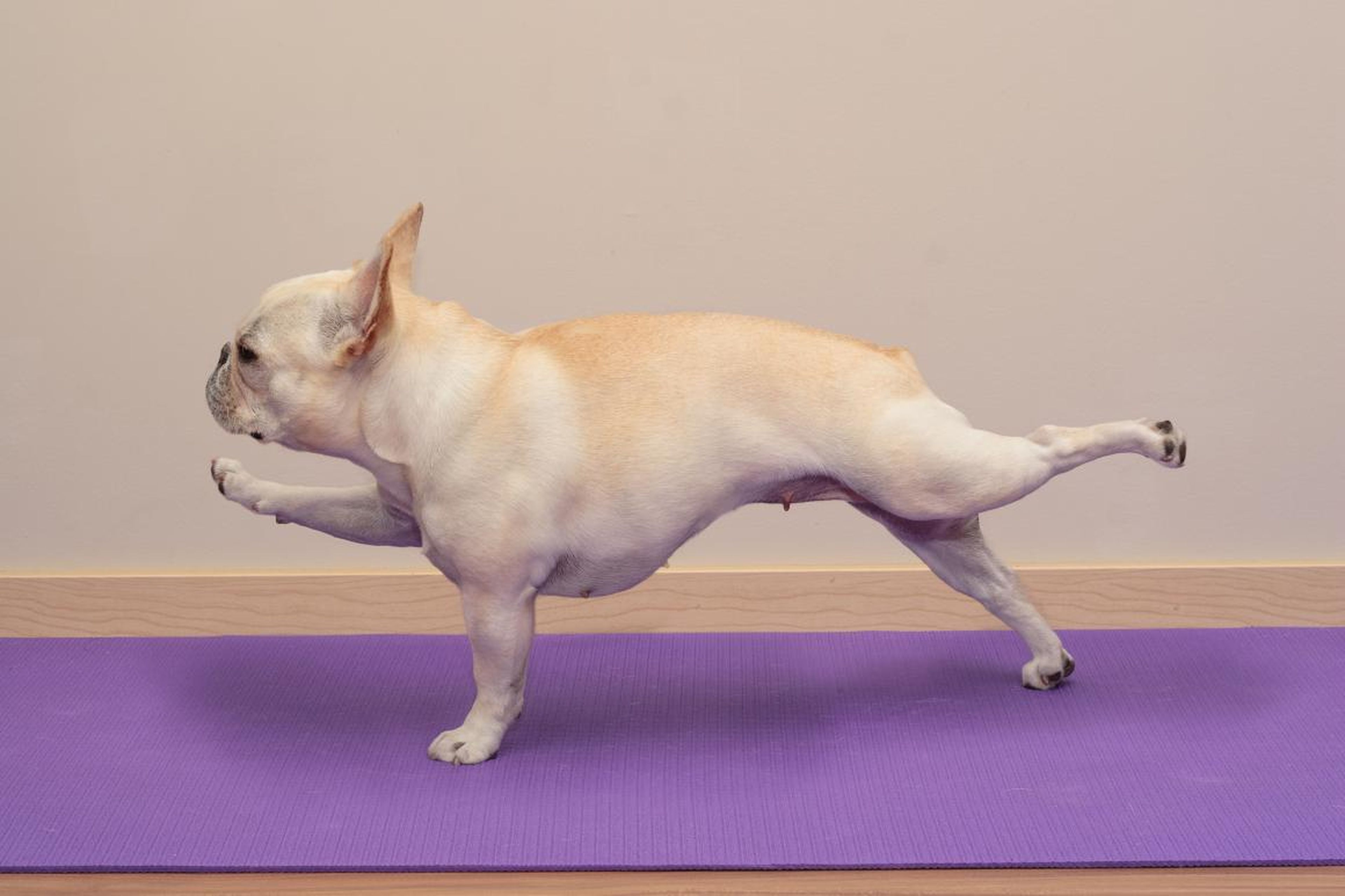 Otros animales también aparecen haciendo cosas de humanos. Como este pequeño perro haciendo yoga.