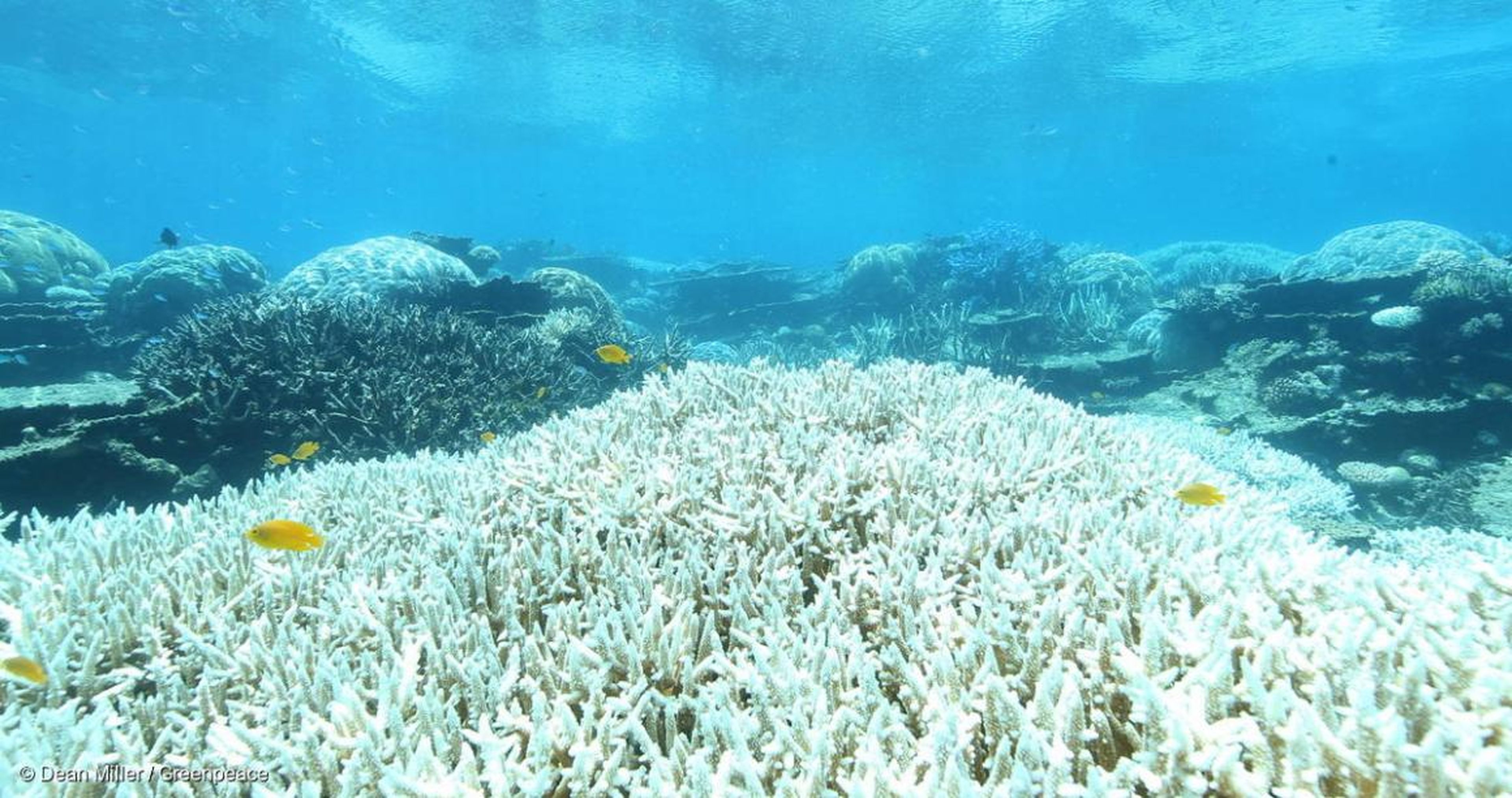La Gran Barrera de Coral de Australia experimento su segundo gran proceso de blanqueamiento en muchos años en 2017.