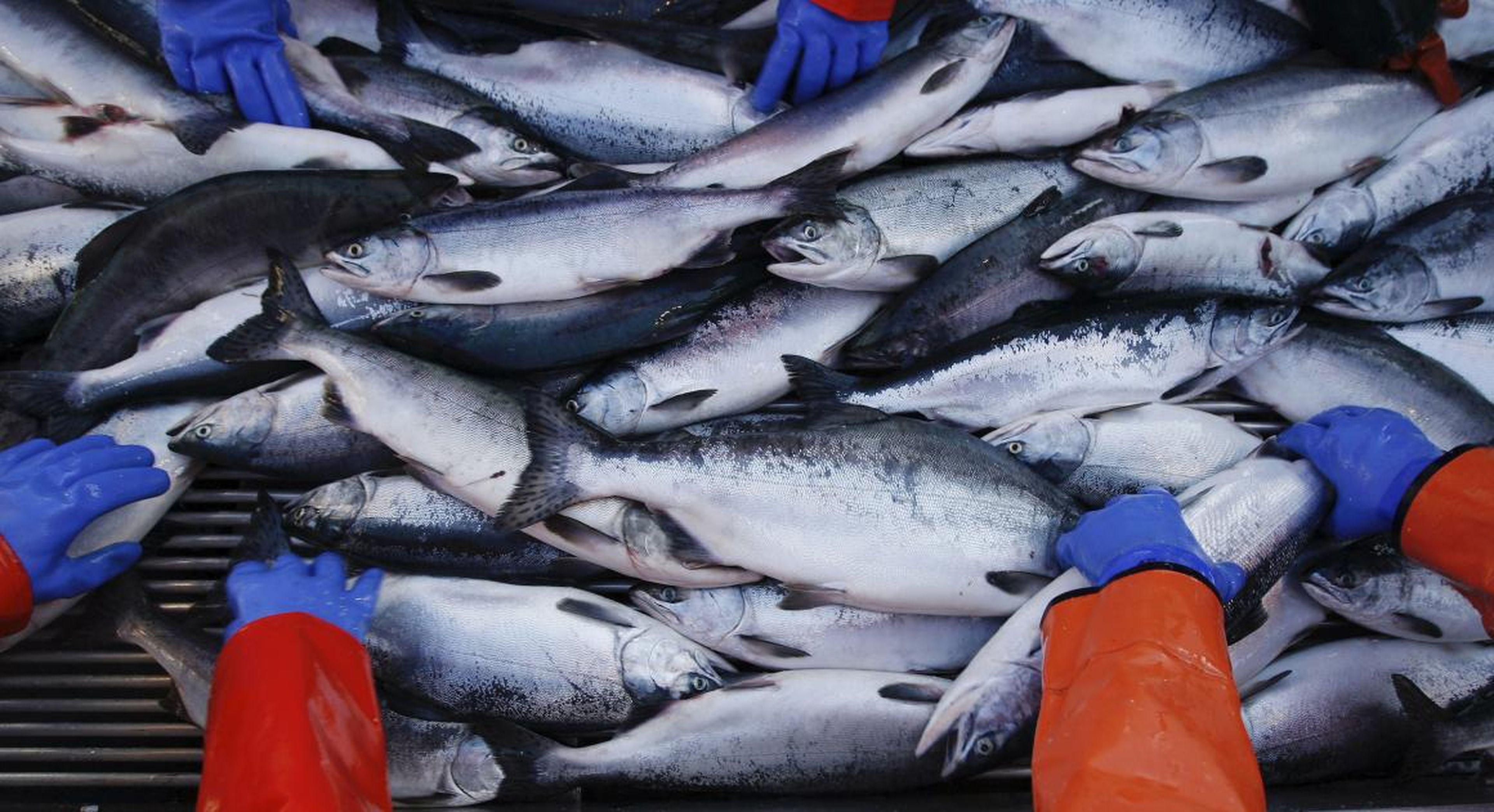 Los miembros de la tripulación clasifican la captura de salmón del día en Alaska