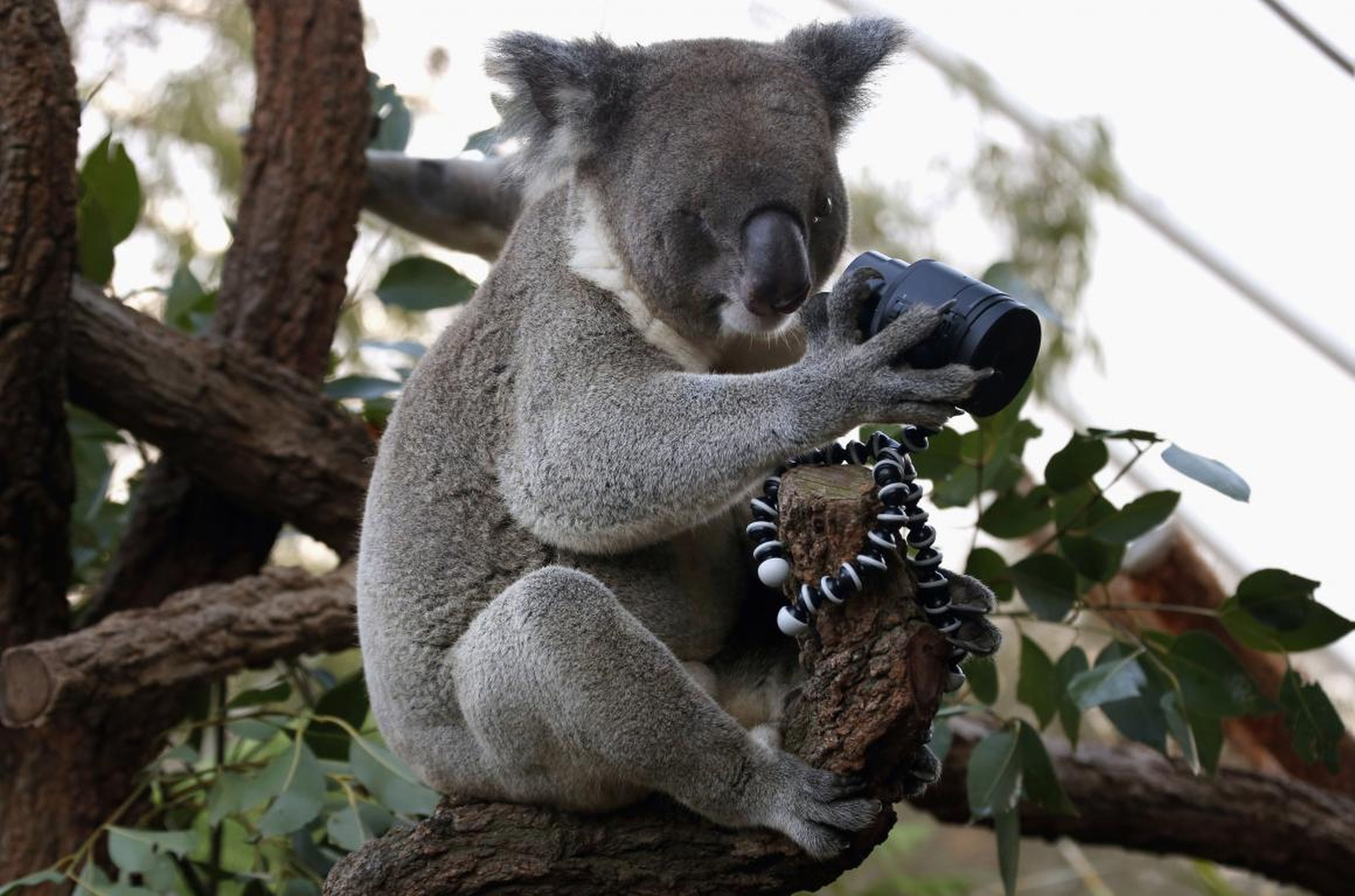 Este curioso koala está descubriendo las maravillosas lentes modernas.
