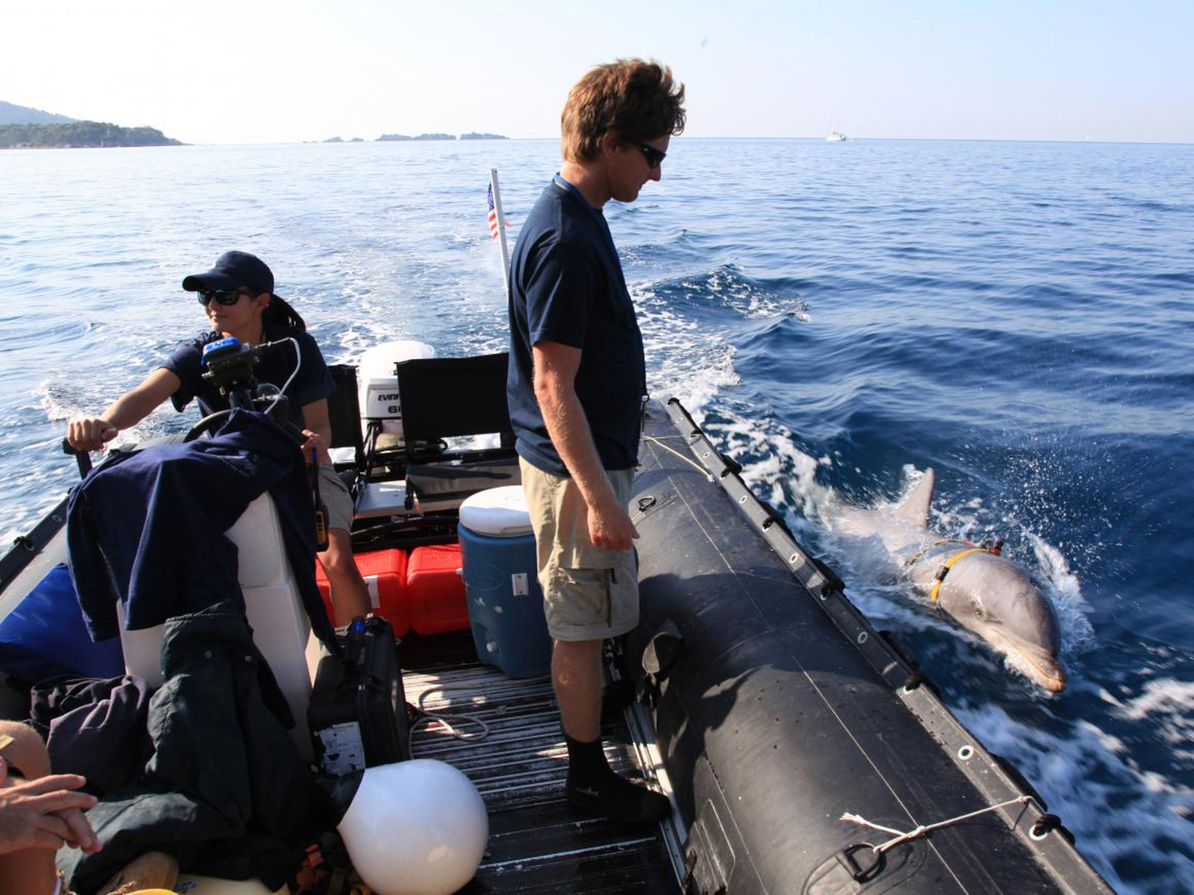 El delfín nariz de botella del Sistema de Mamíferos Marinos MK7 busca una mina junto a sus entrenadores. El NMMP está llevando a cabo operaciones de caza de minas simuladas en el sur de California.