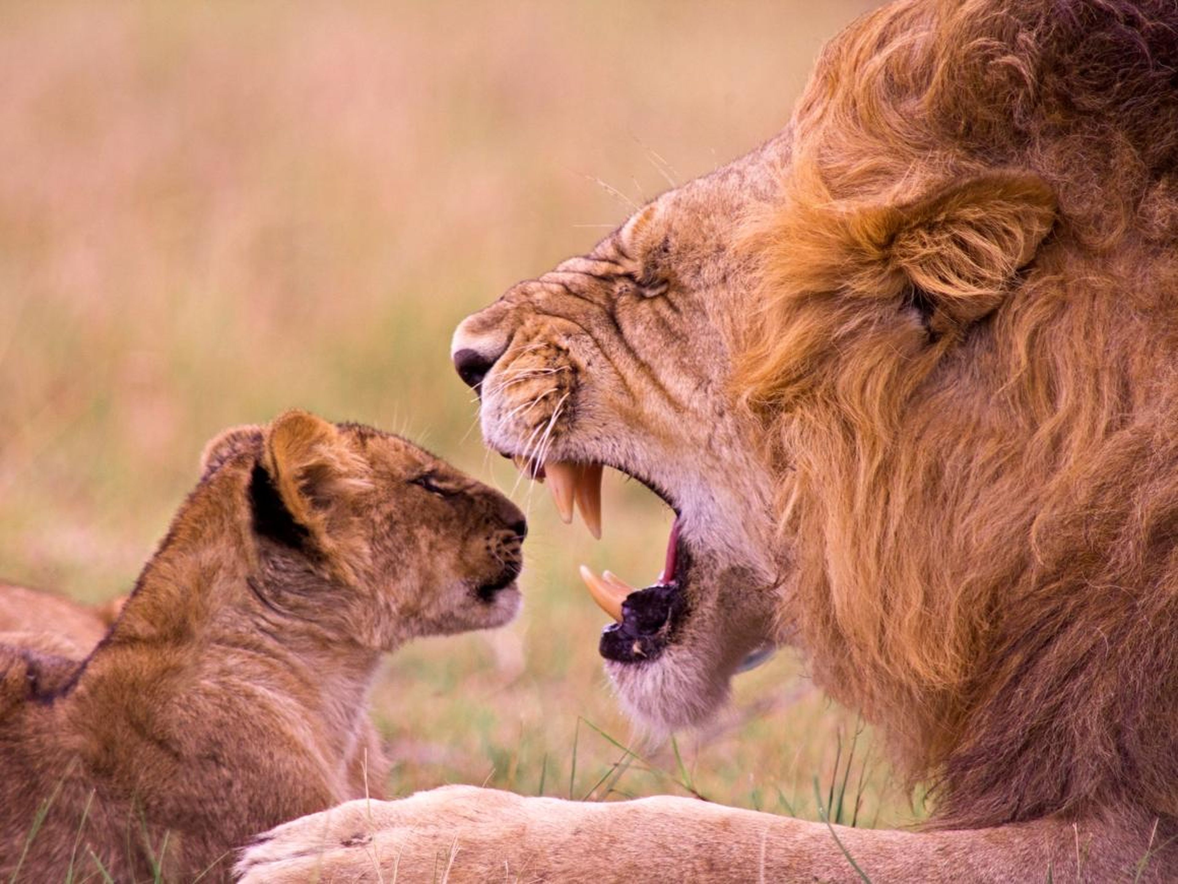 ¿Alguien ha odio hablar de las broncas de los padres a los hijos? Este furioso león está dándole una lección a su pequeño.