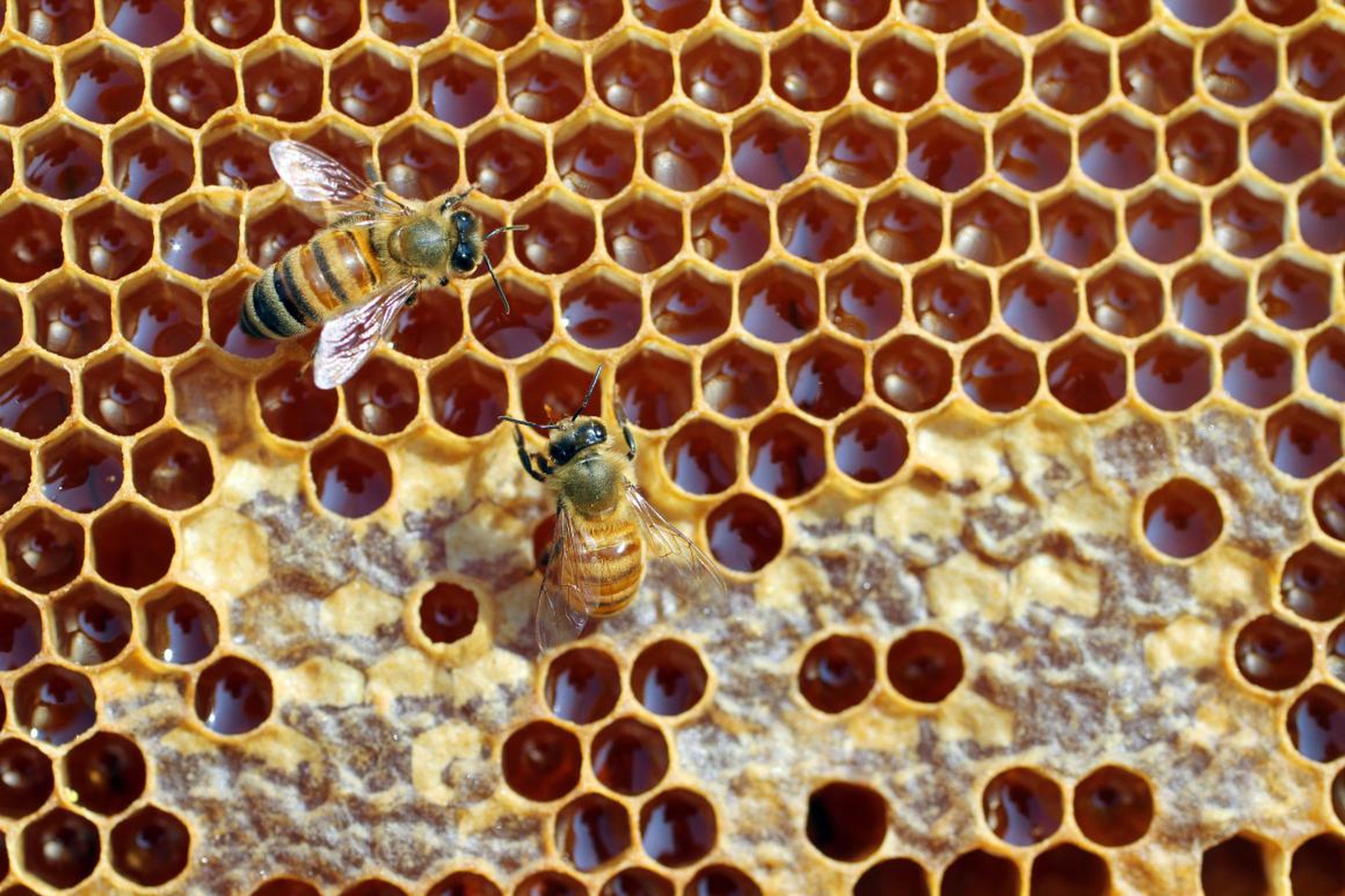 Un panal de abeja que afecta a la tripofobia.