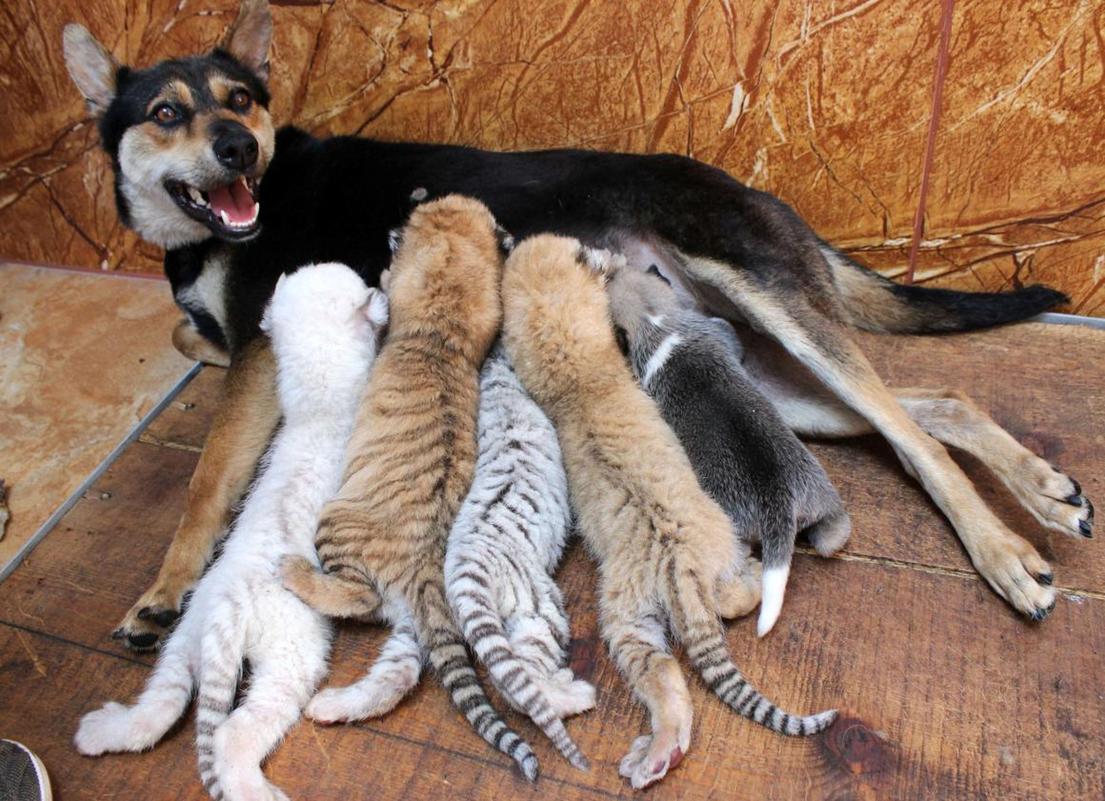 Este generoso perro está jugando a ser la mamá de varios bebés tigres.