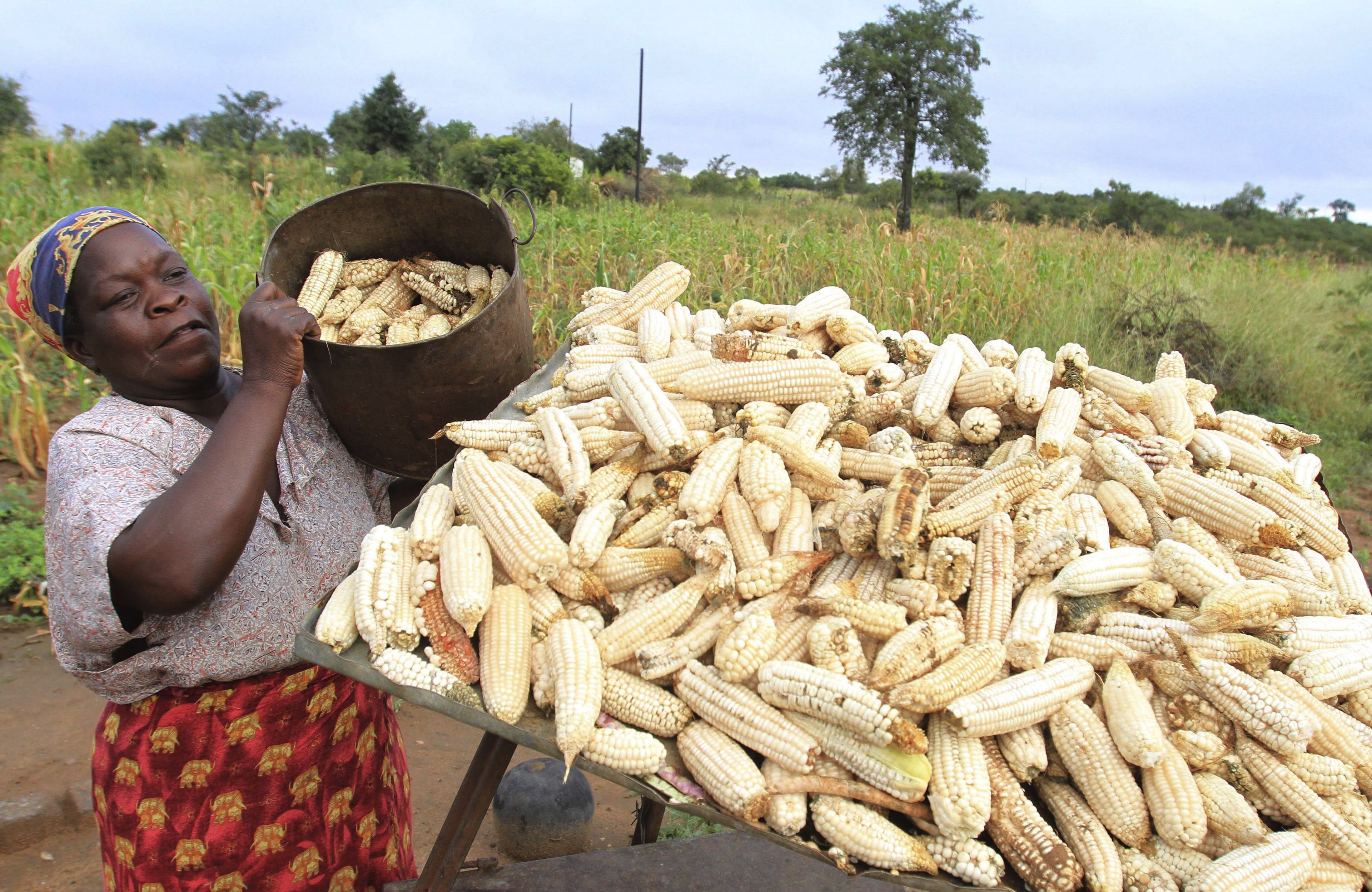 Una granjera recoge maíz en un pueblo de Zimbabue