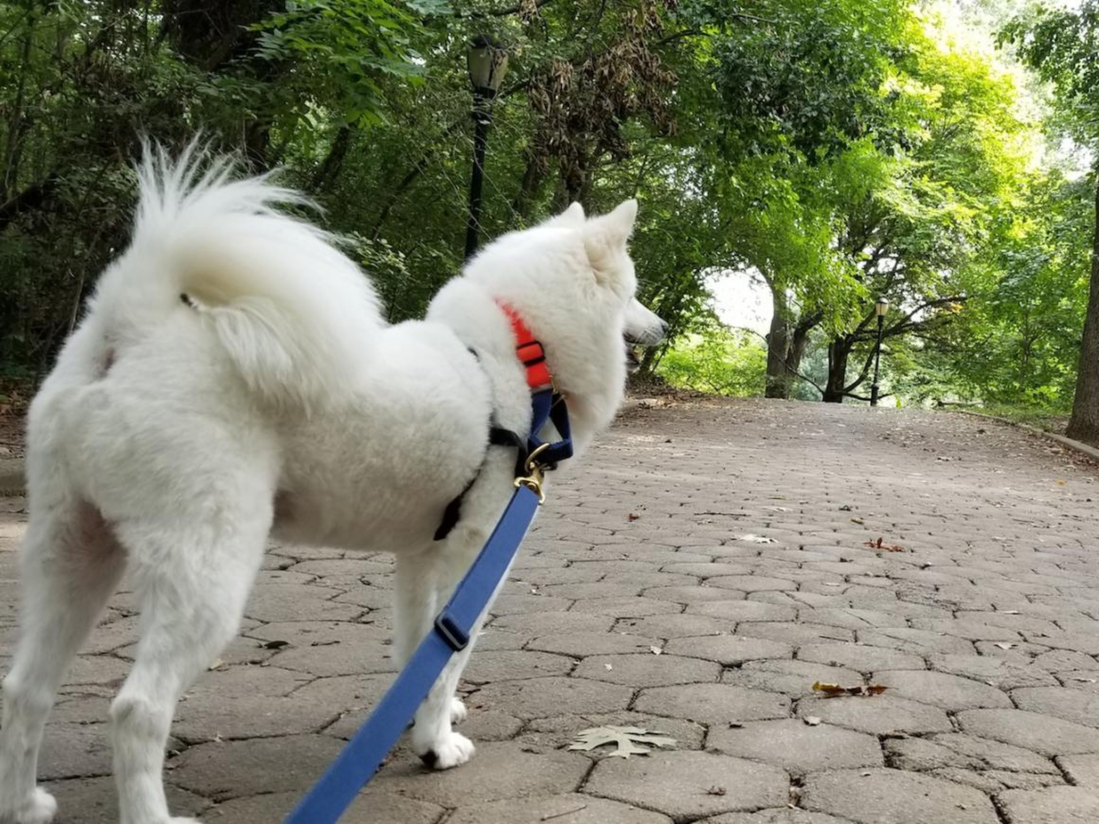 If he's waking up at home, Sabatier typically takes his 9-year-old Eskie, Walter, for a 45-minute walk through Brooklyn and its parks at 7:45 a.m.