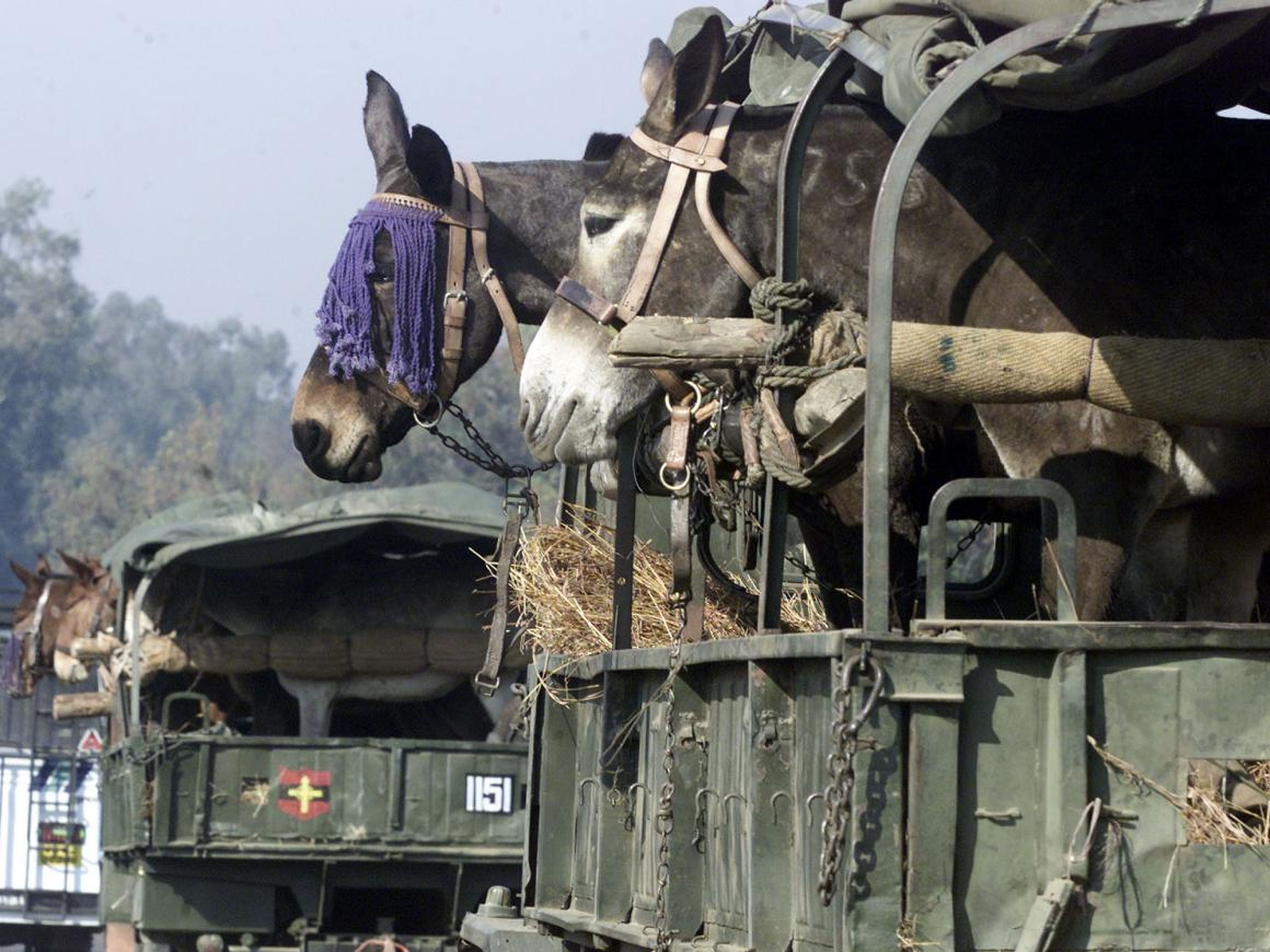 Camiones militares indios transportan mulas a un puesto de avance en Akhnoor, a 32 km al oeste de Jammu, el 5 de enero de 2002.