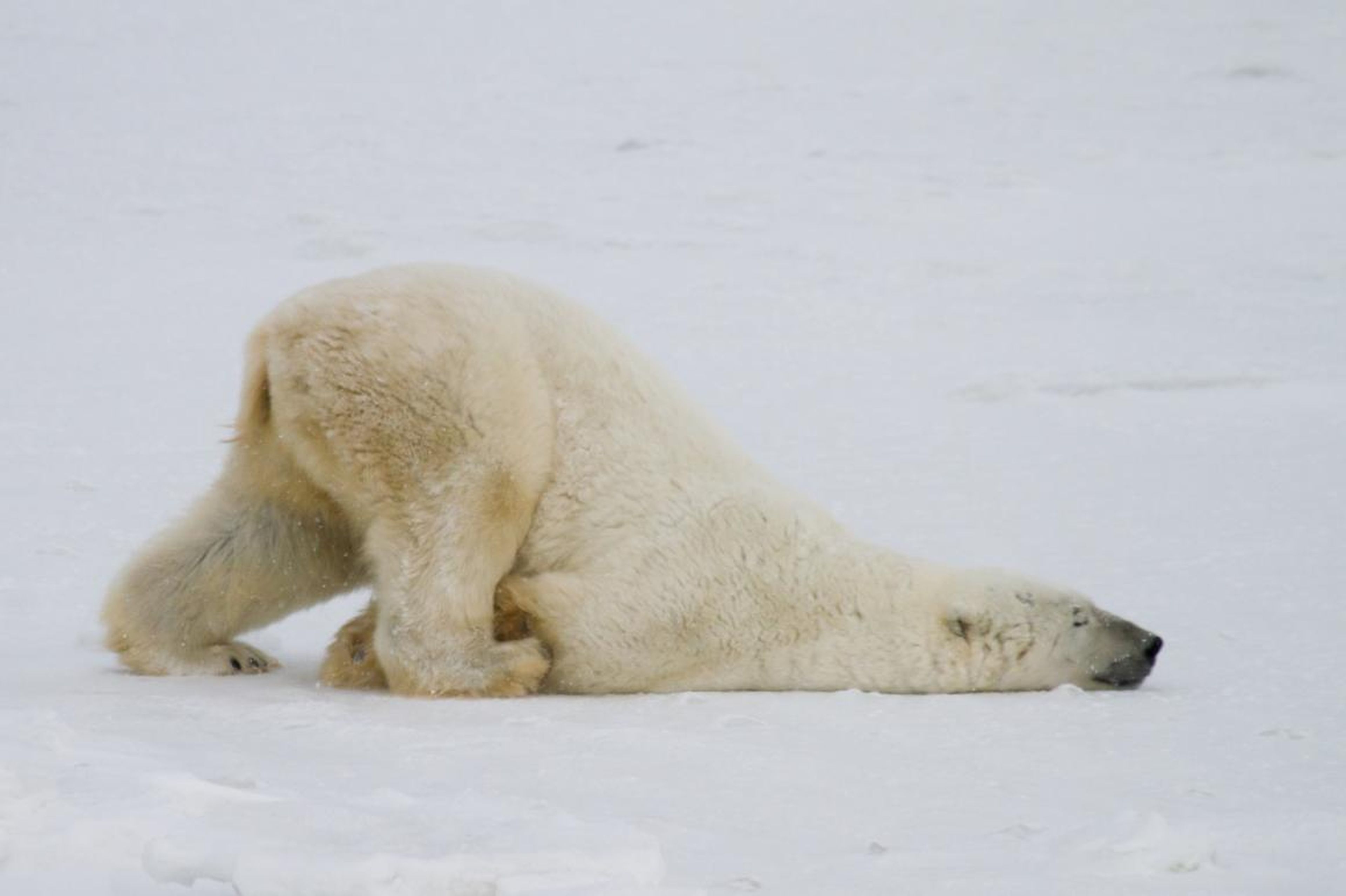 Este oso polar ha tenido un largo y cansado día.