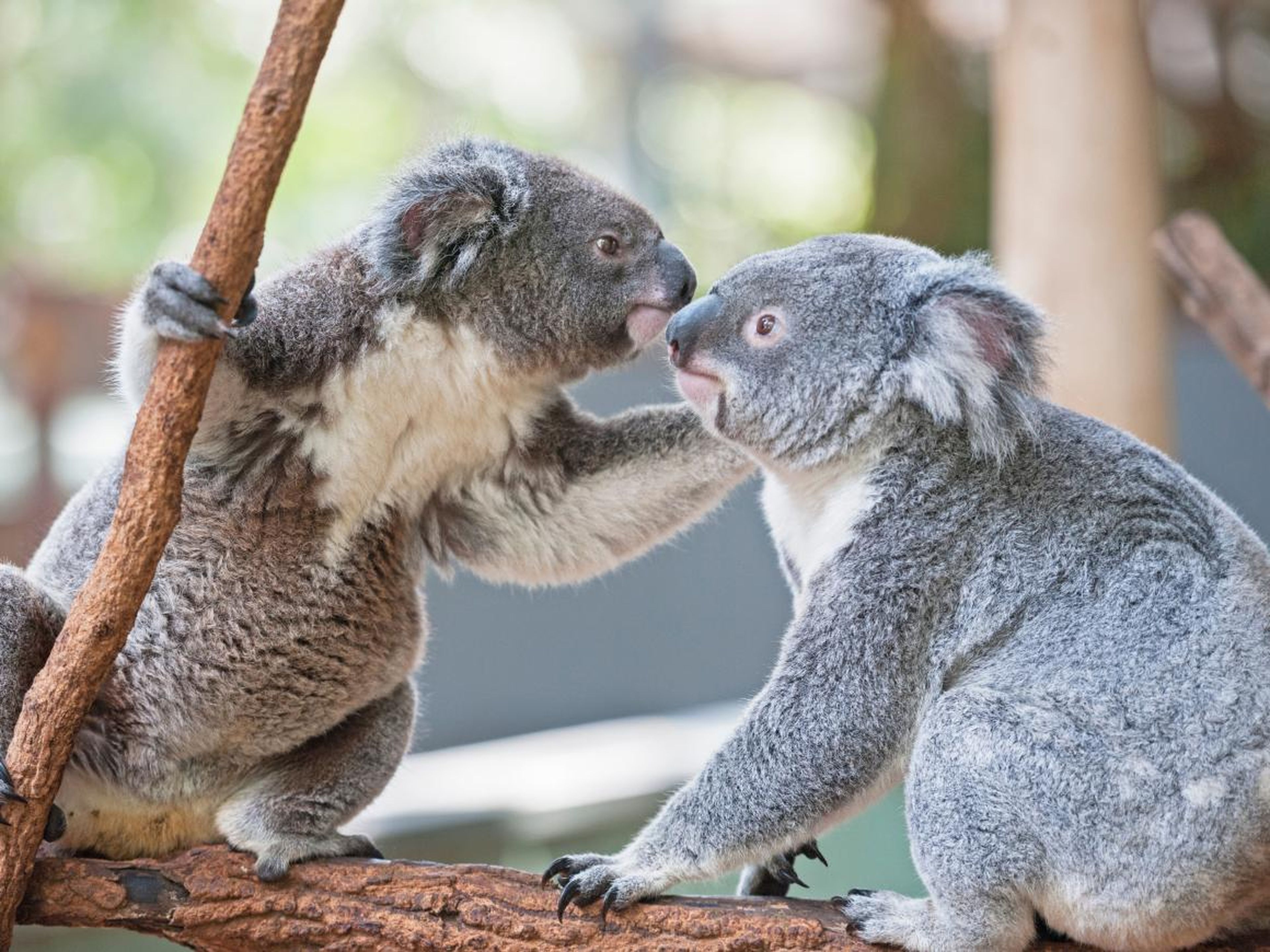 Este koala está ayudando a su amigo a arreglarse.