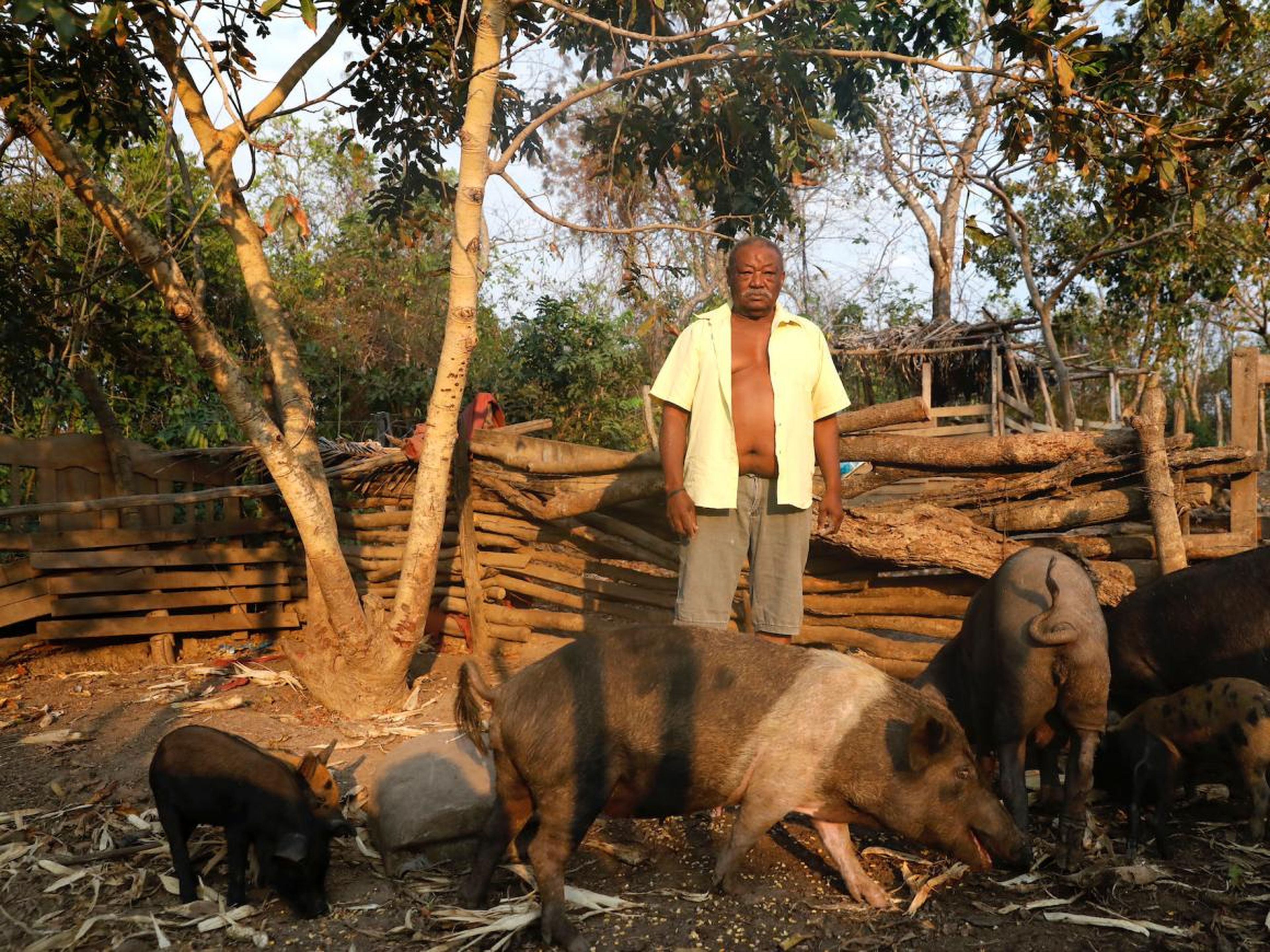 Un agricultor con cerdos en la Amazonía.