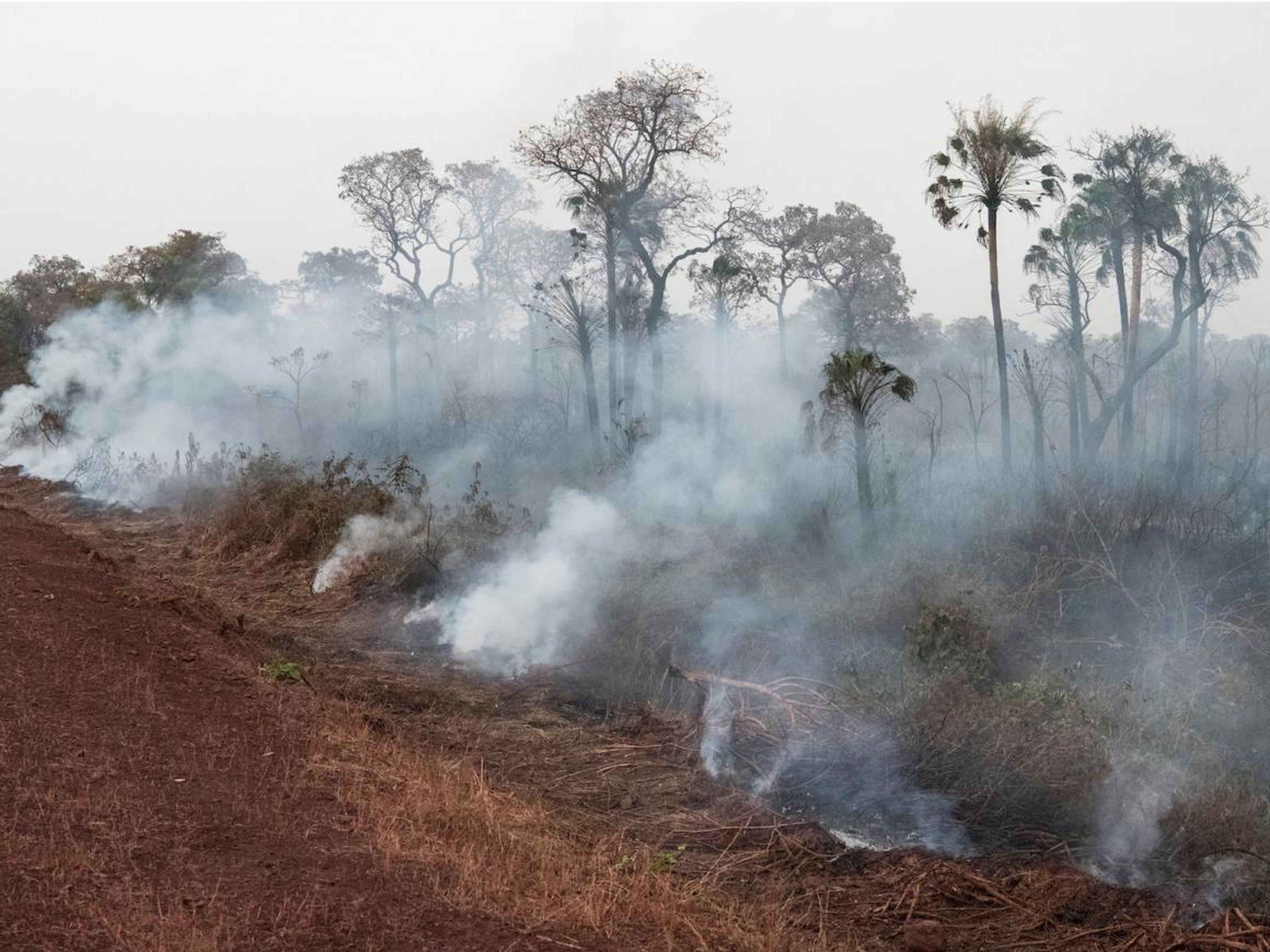 Over half of fires in Brazil this year have occurred in the rainforest.