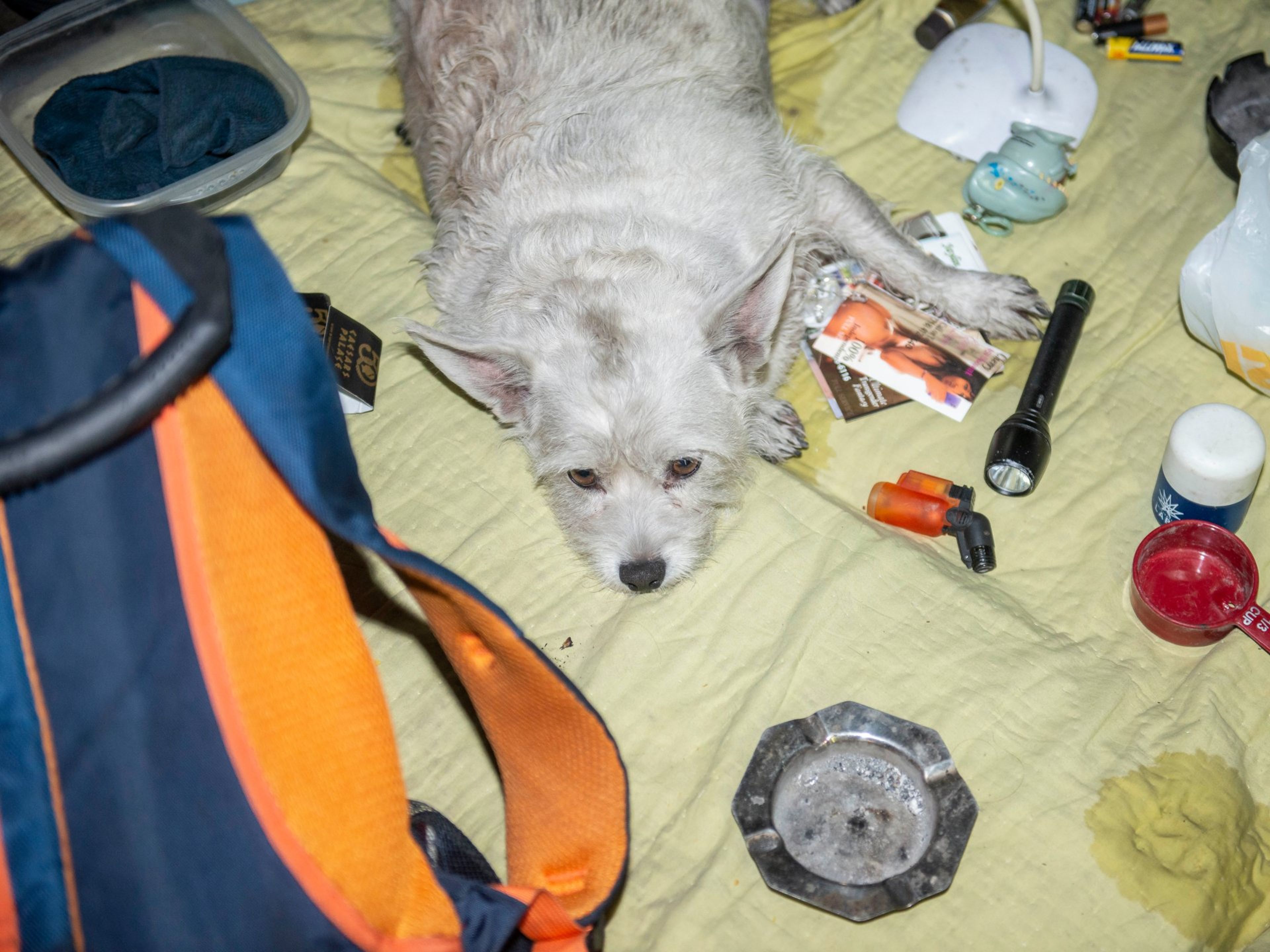 El perro de Rusty casi muere después de ser envenenado por otro sin techo en los túneles.