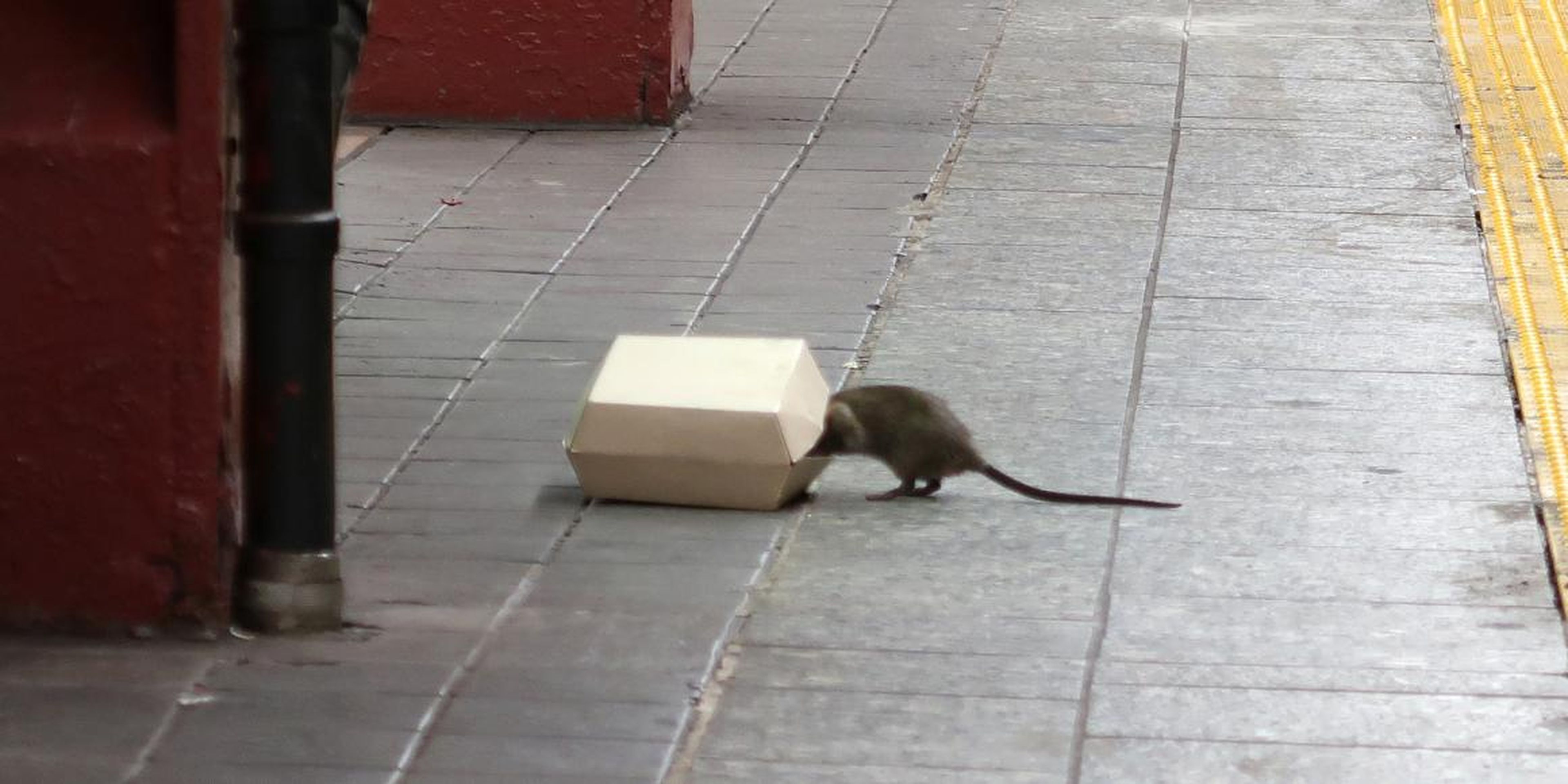 Una rata se sube a una caja de comida en una parada de metro en Nueva York en julio de 2017.