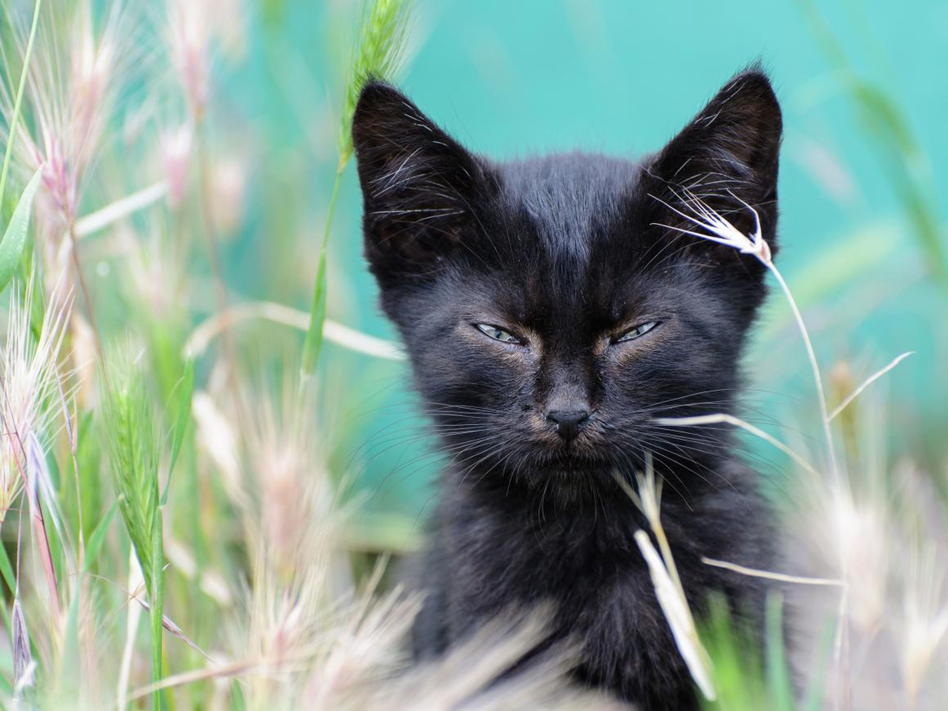 Este gato con el ceño fruncido parece estar tremendamente molesto.