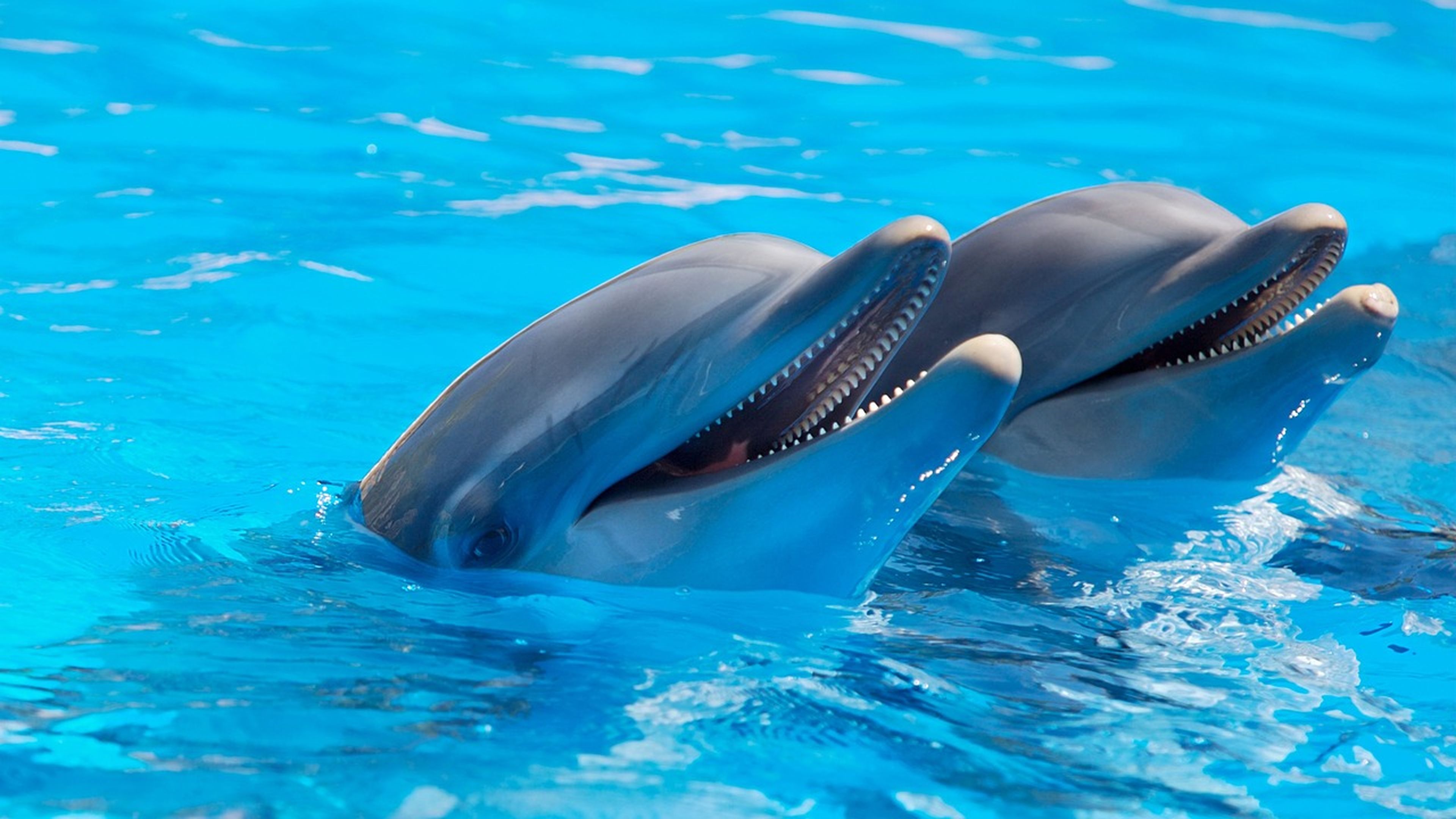 La soberana también tiene la propiedad sobre todos los delfines en aguas británicas.