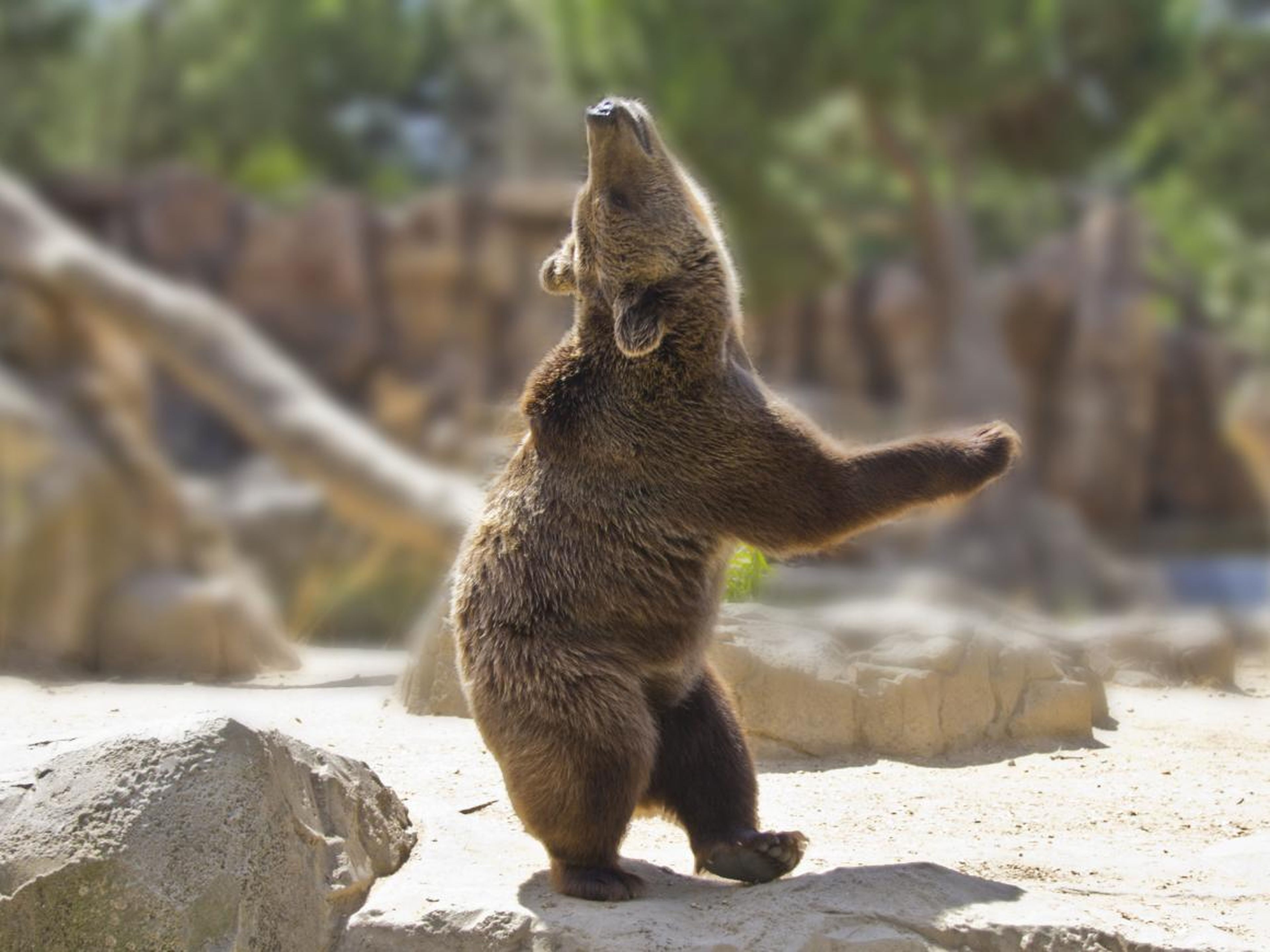 Algunas fotos muestran a los animales haciendo cosas humanas como bailar. Este oso está en plena danza..