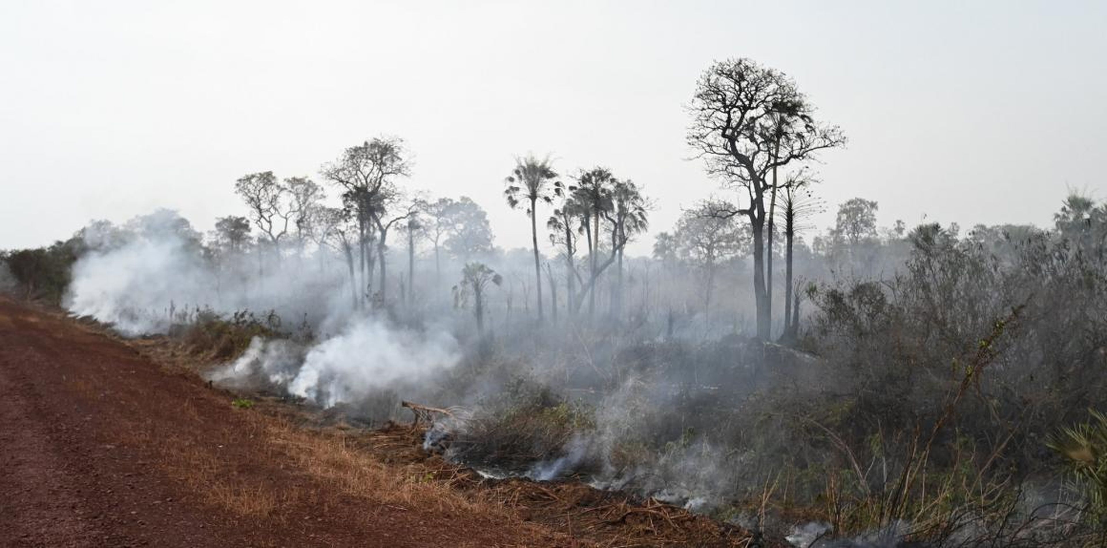 Sonia Guajajara, who coordinates the Articulation of Indigenous People of Brazil, told The Atlantic weakened governmental protections and new roads have contributed to the high number of fires because they broke the forest up and