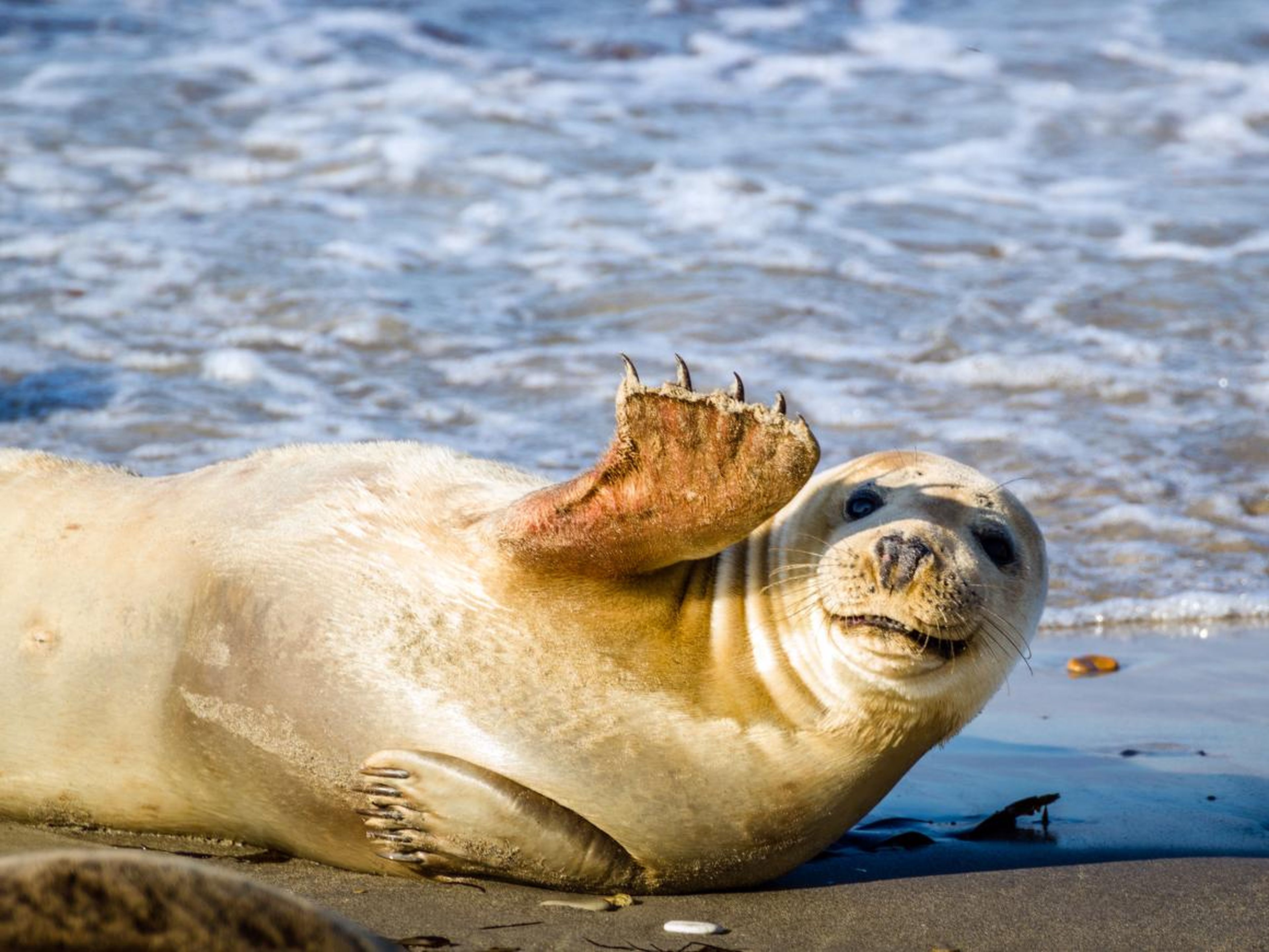 Esta foca súper social parece estar disfrutando del sol y la playa...