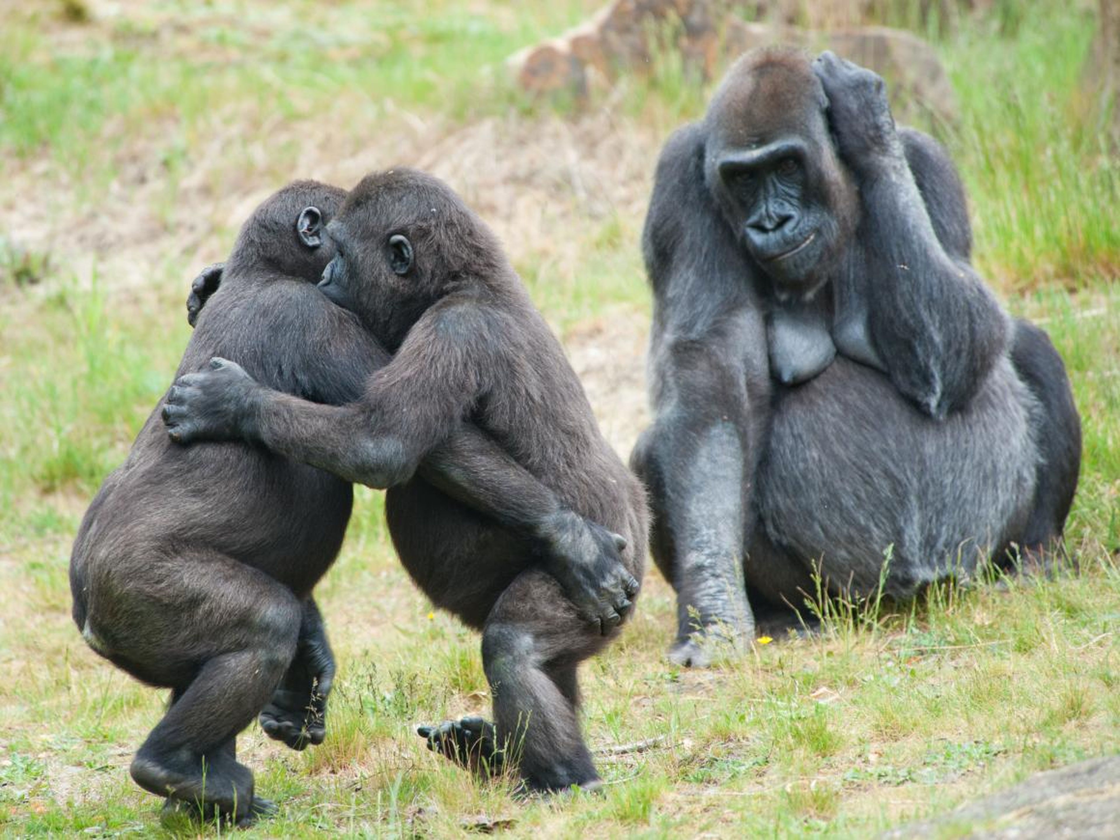 Estos bebés gorilas están bailando salsa bajo la atenta mirada de su madre.