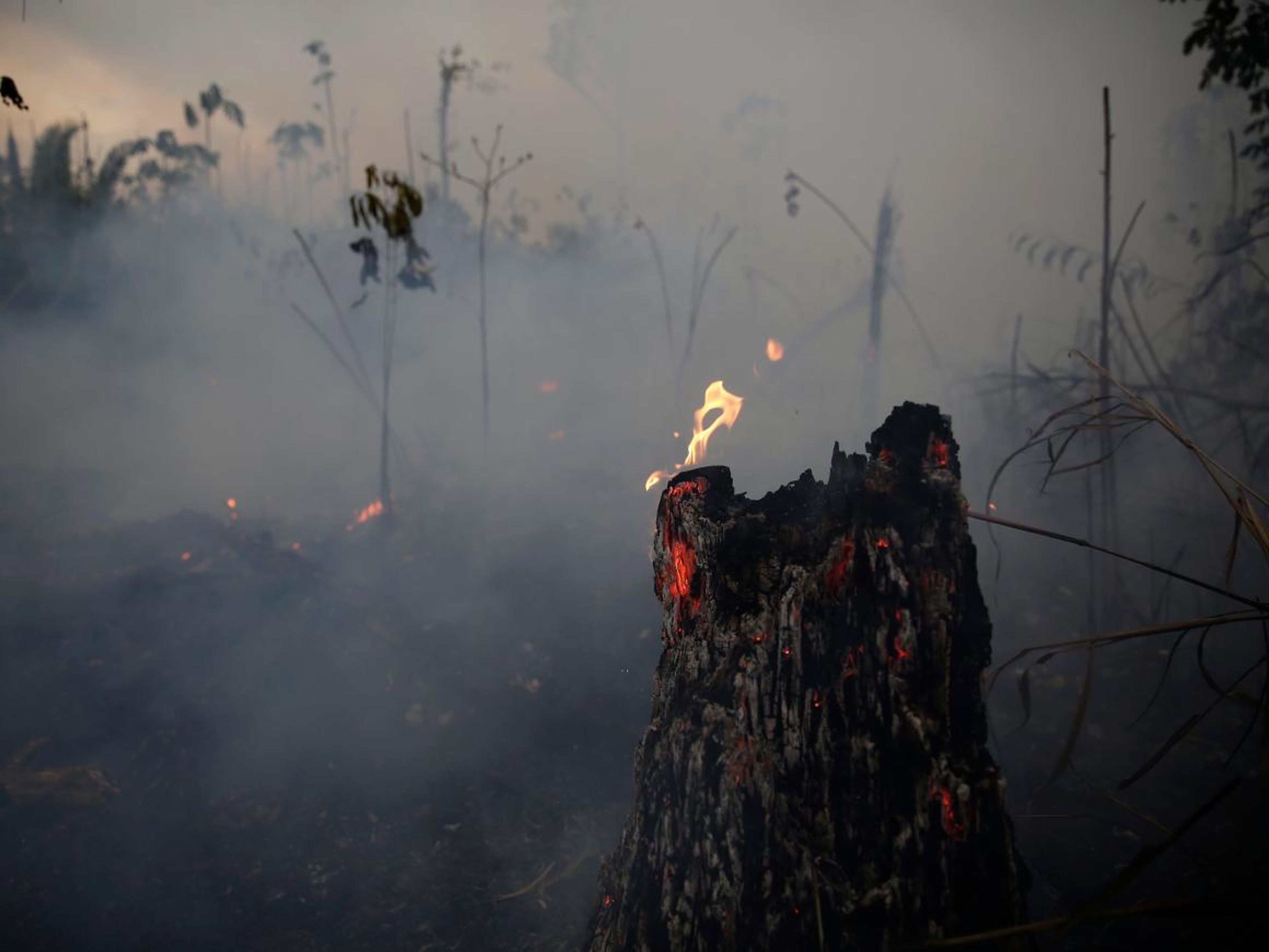 Un árbol ardiendo en el camino que lleva al Bosque Nacional Jacunda cerca de Porto Velho.