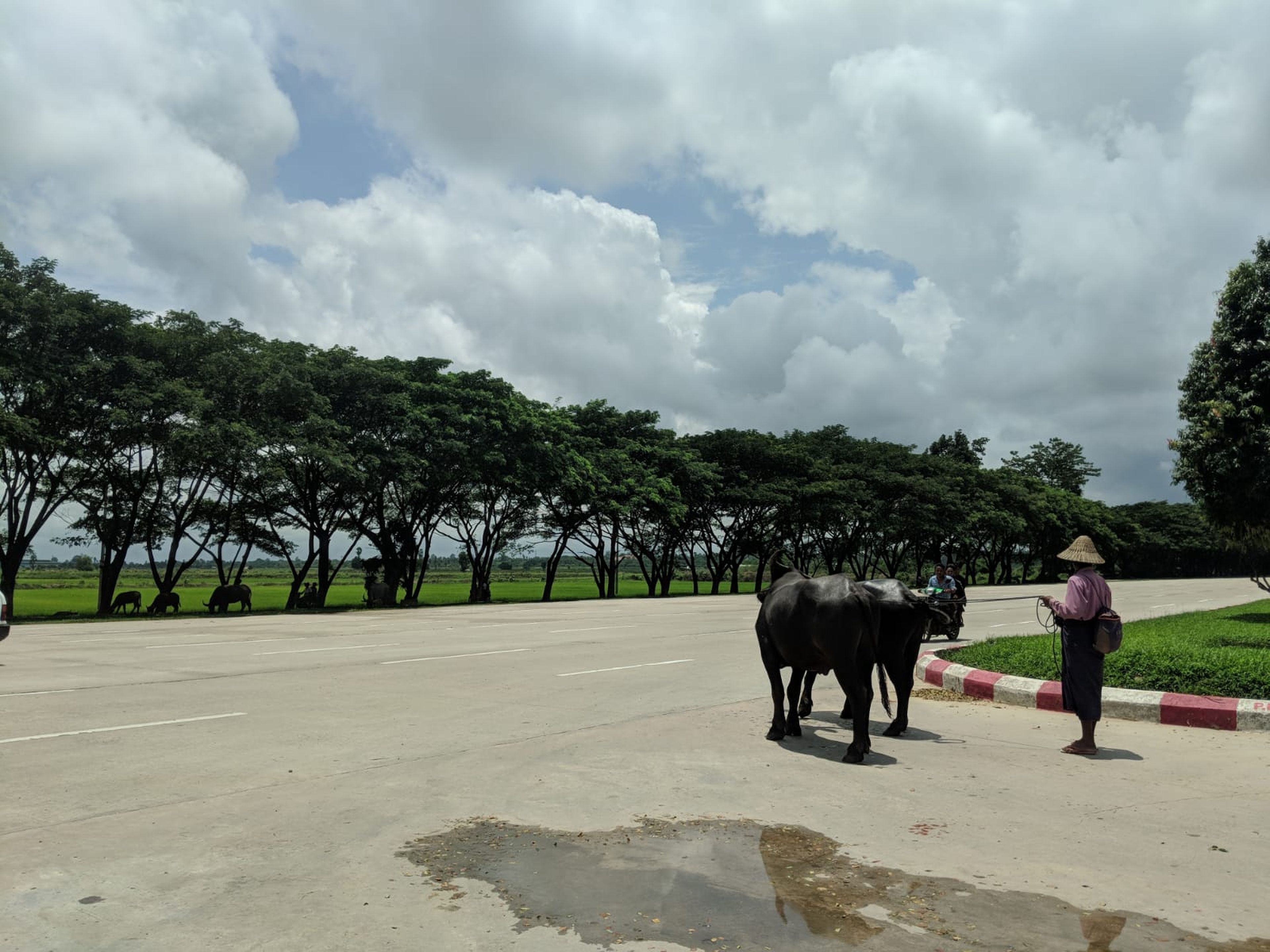 Una mujer cruza la autopista con sus búfalos.