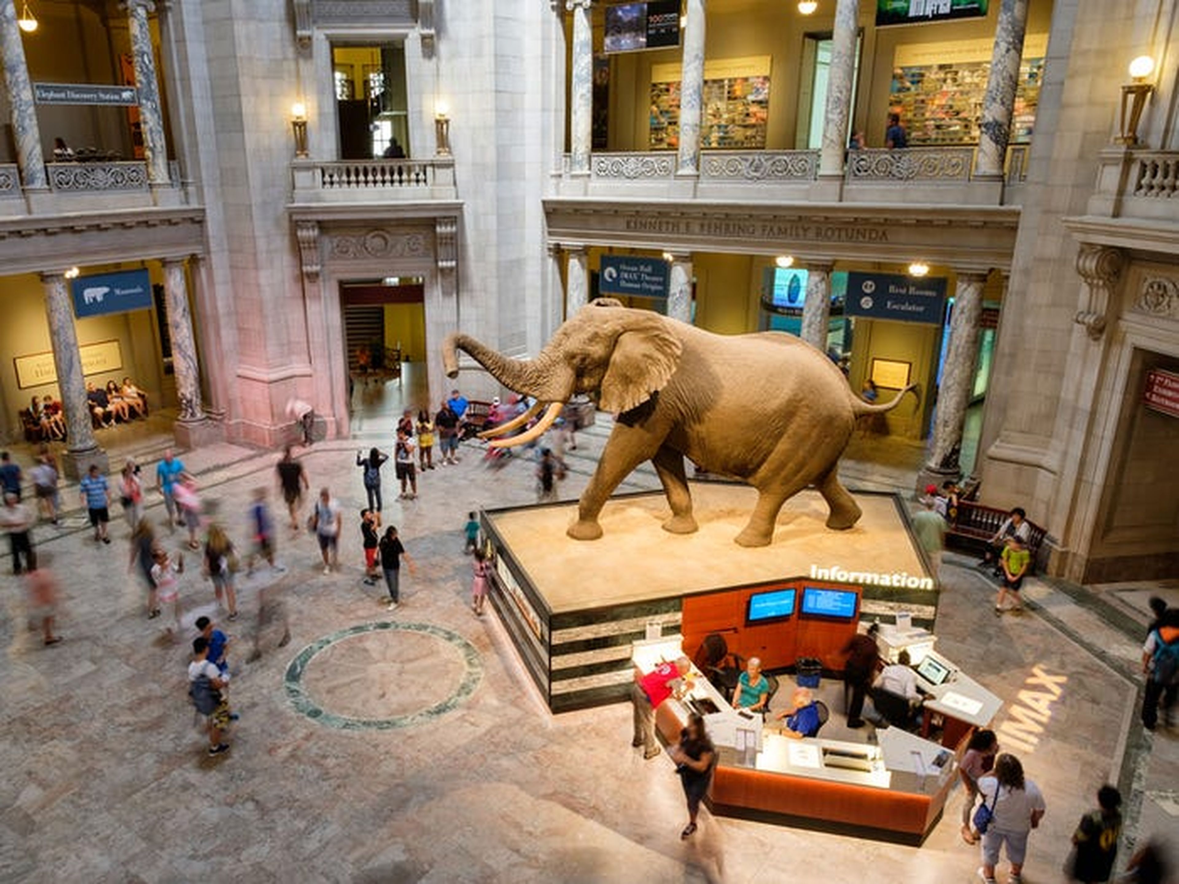Hasta el año 1992, el Museo Nacional de Historia Natural era conocido como el Museo Británico (Historia Natural) o BM (NH).