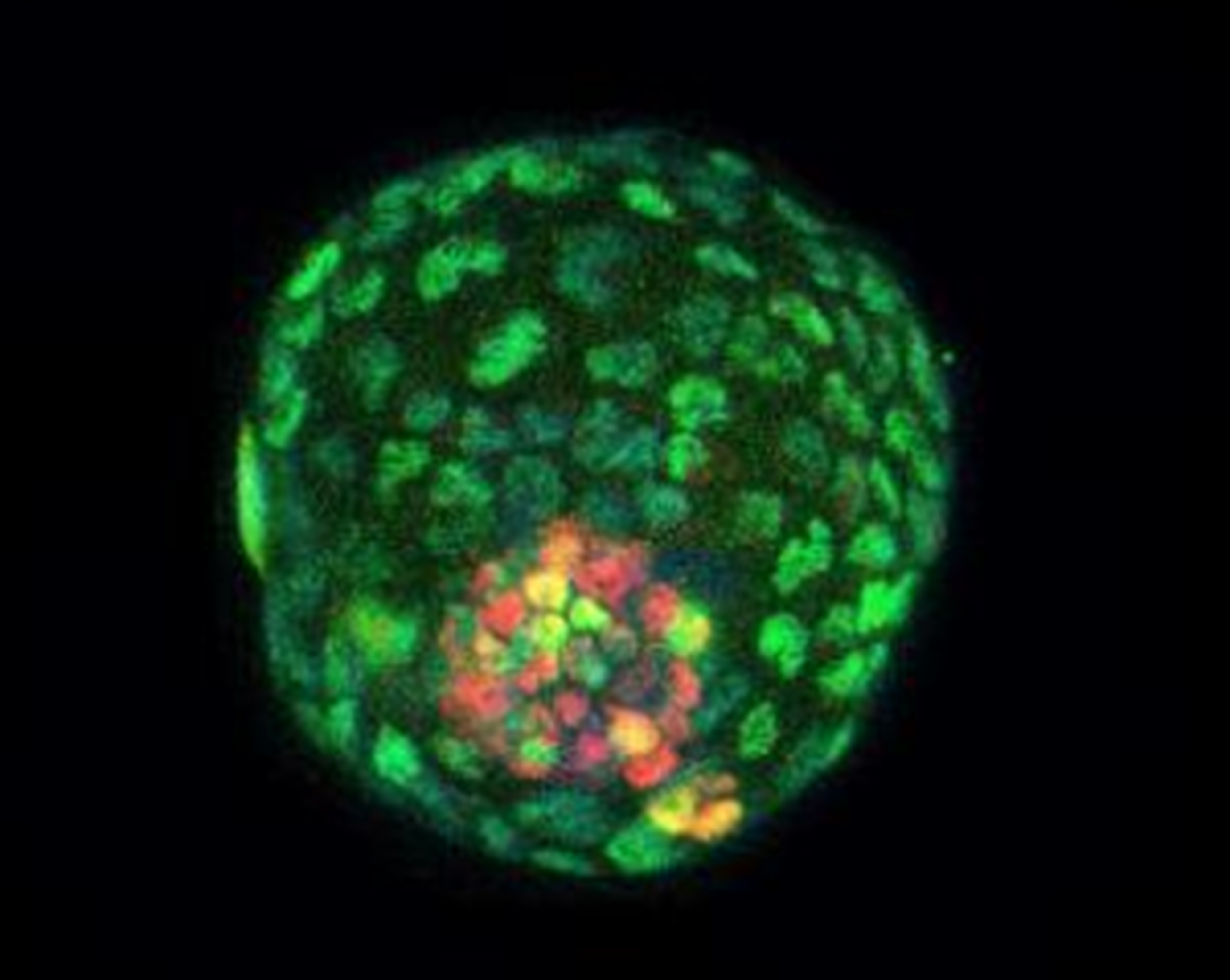 Estructuras similares a blastocitos (blastoides) de células cultivadas de ratón teñidas con inmunofluorescencia.