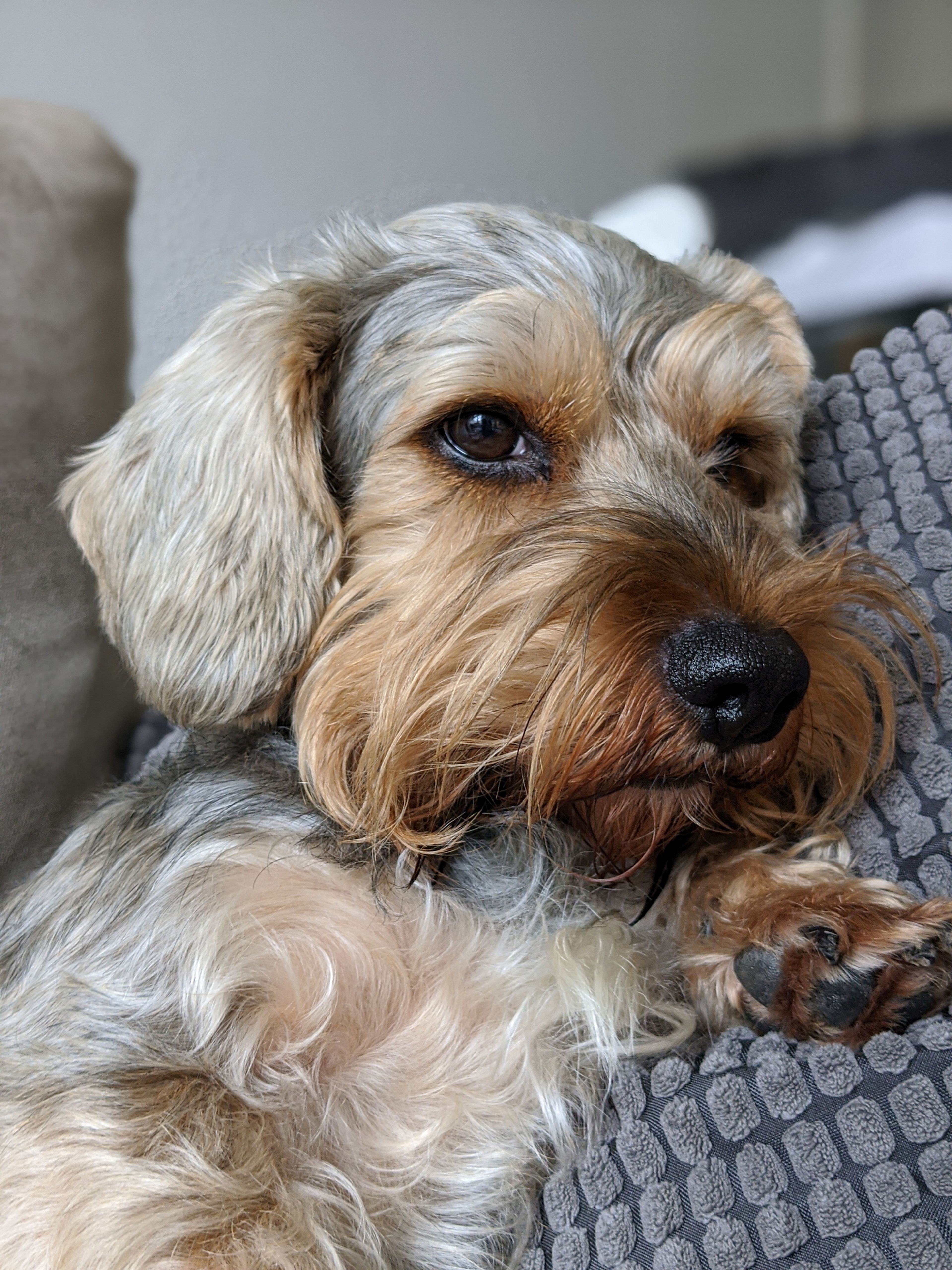 Foto retrato en mascotas con el Google Pixel 4 XL
