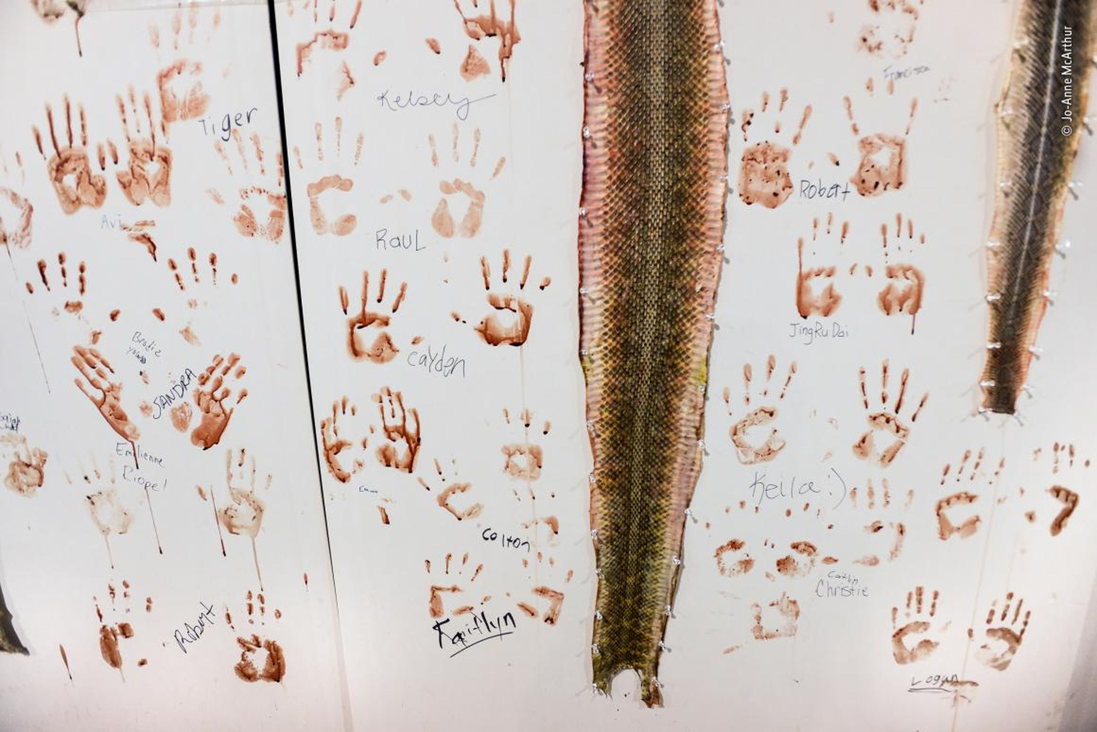Estas pieles de serpientes de cascabel están clavadas a una pared blanca en Sweetwater, Texas.