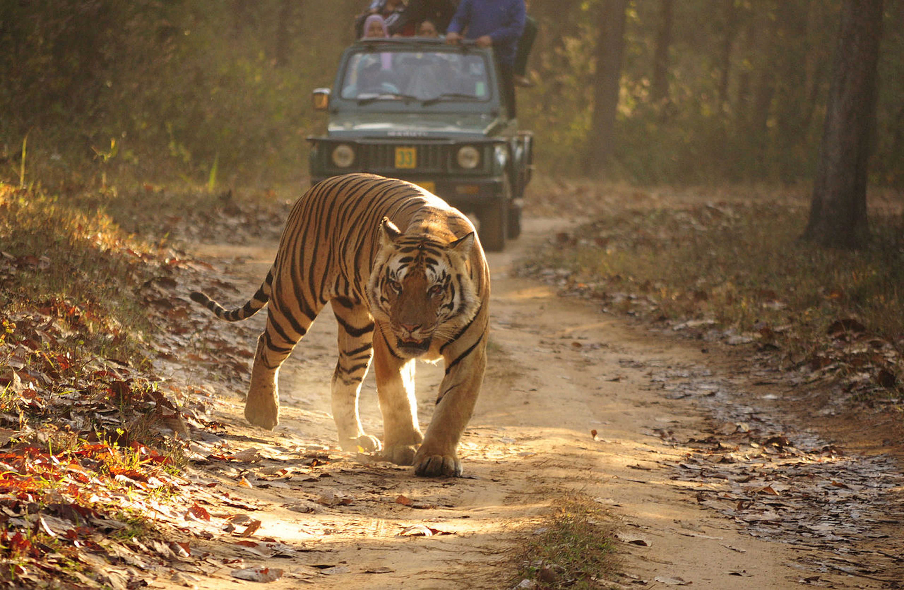 India, reserva tigres