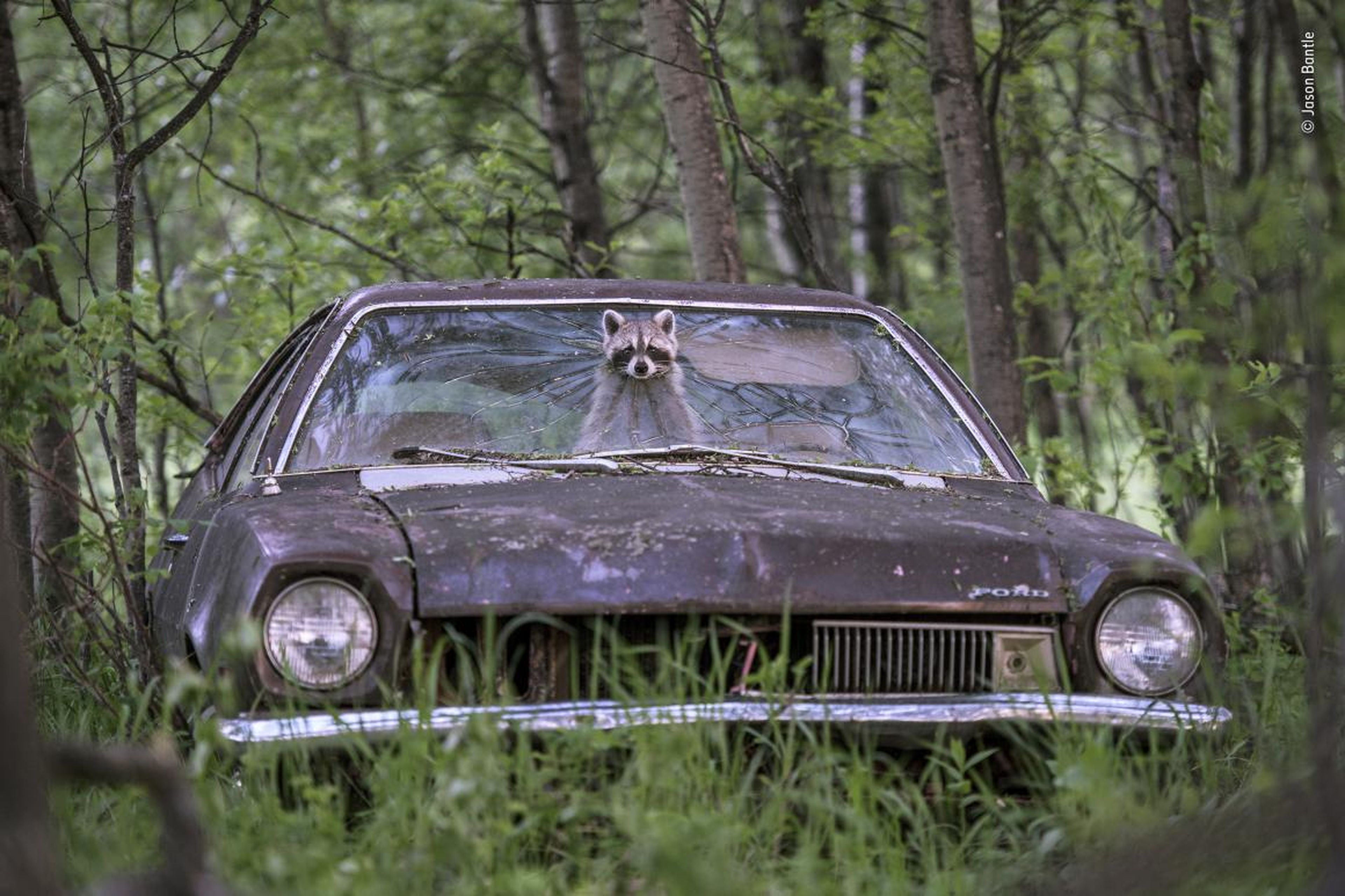 Un mapache asoma su cara por el parabrisas de un coche en una granja abandonada en Saskatchewan, Canadá.