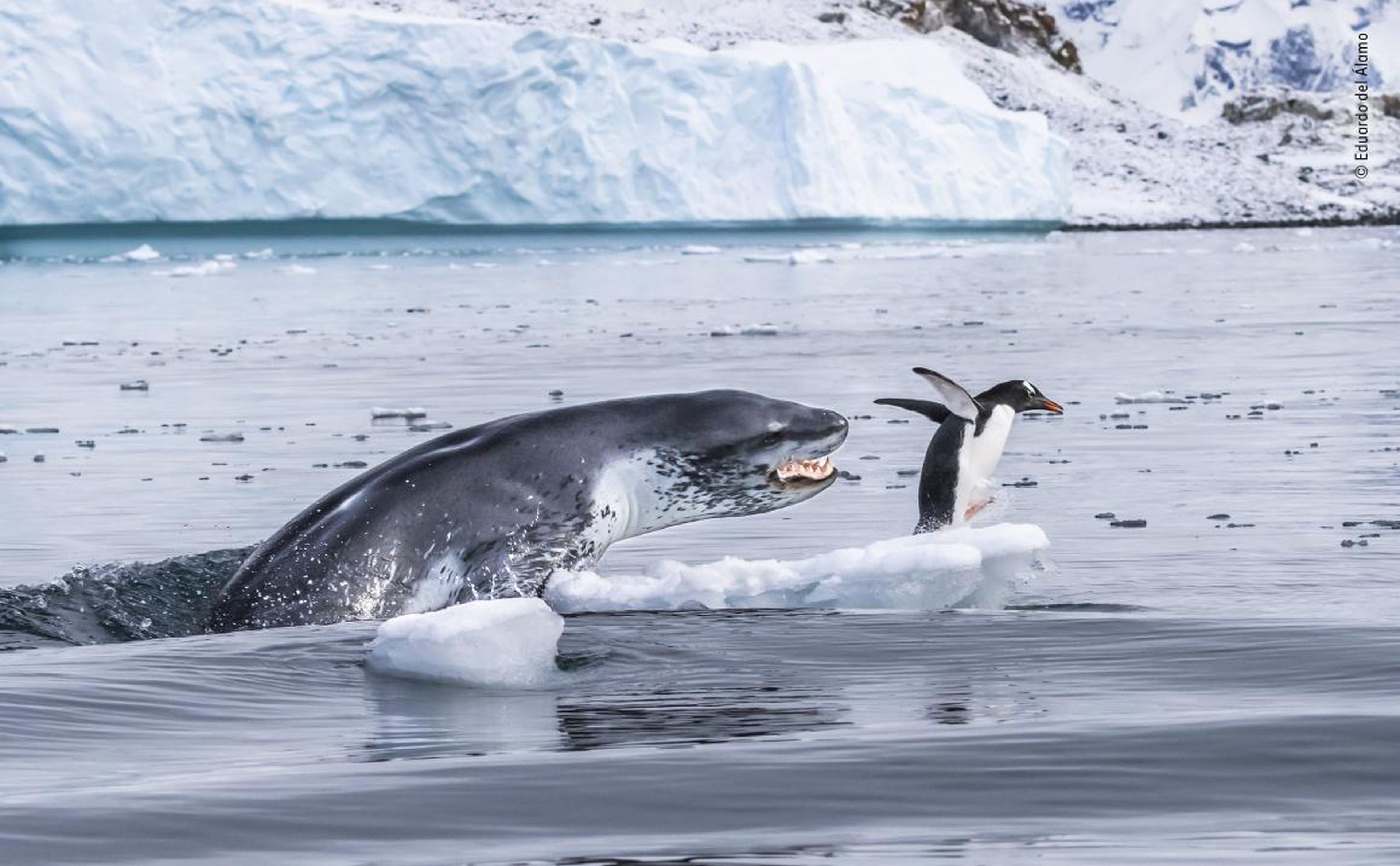Un pingüino papúa huye para salvar su vida cuando una foca leopardo sale del agua en la isla de Cuverville, en la Antártida.