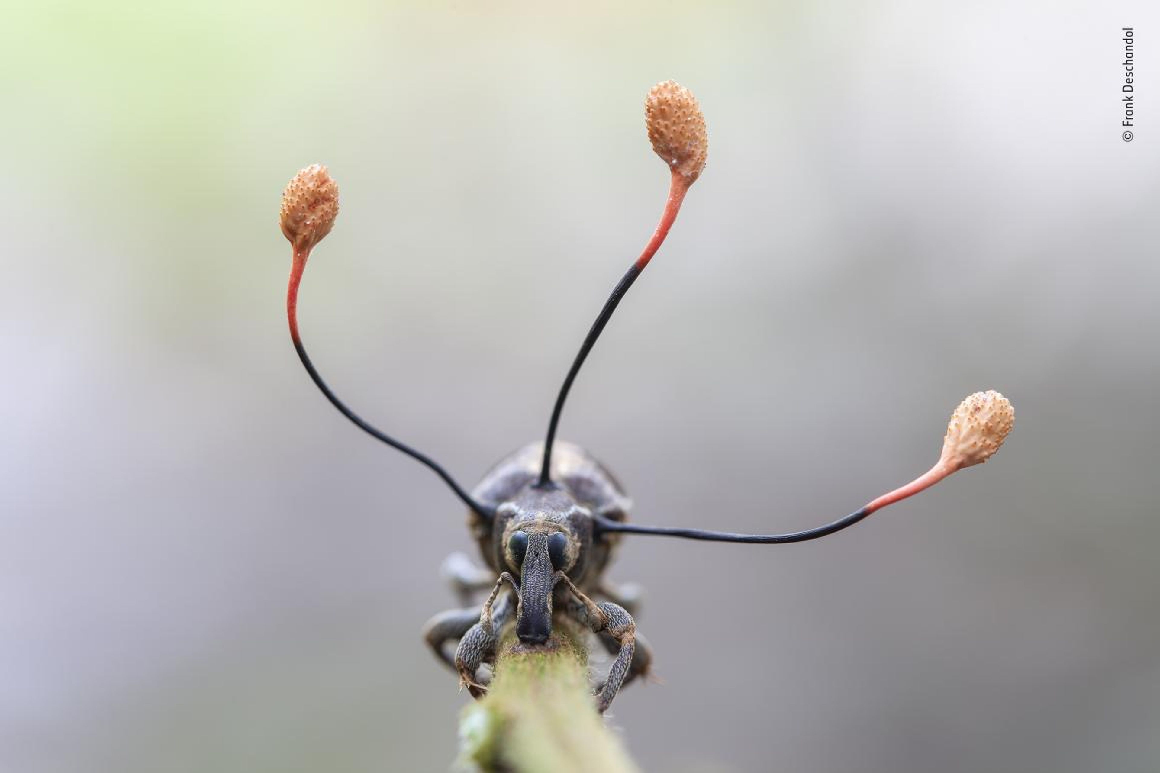 Un insecto muerto del que salen tres hongos salvajes en la amazonia peruana.