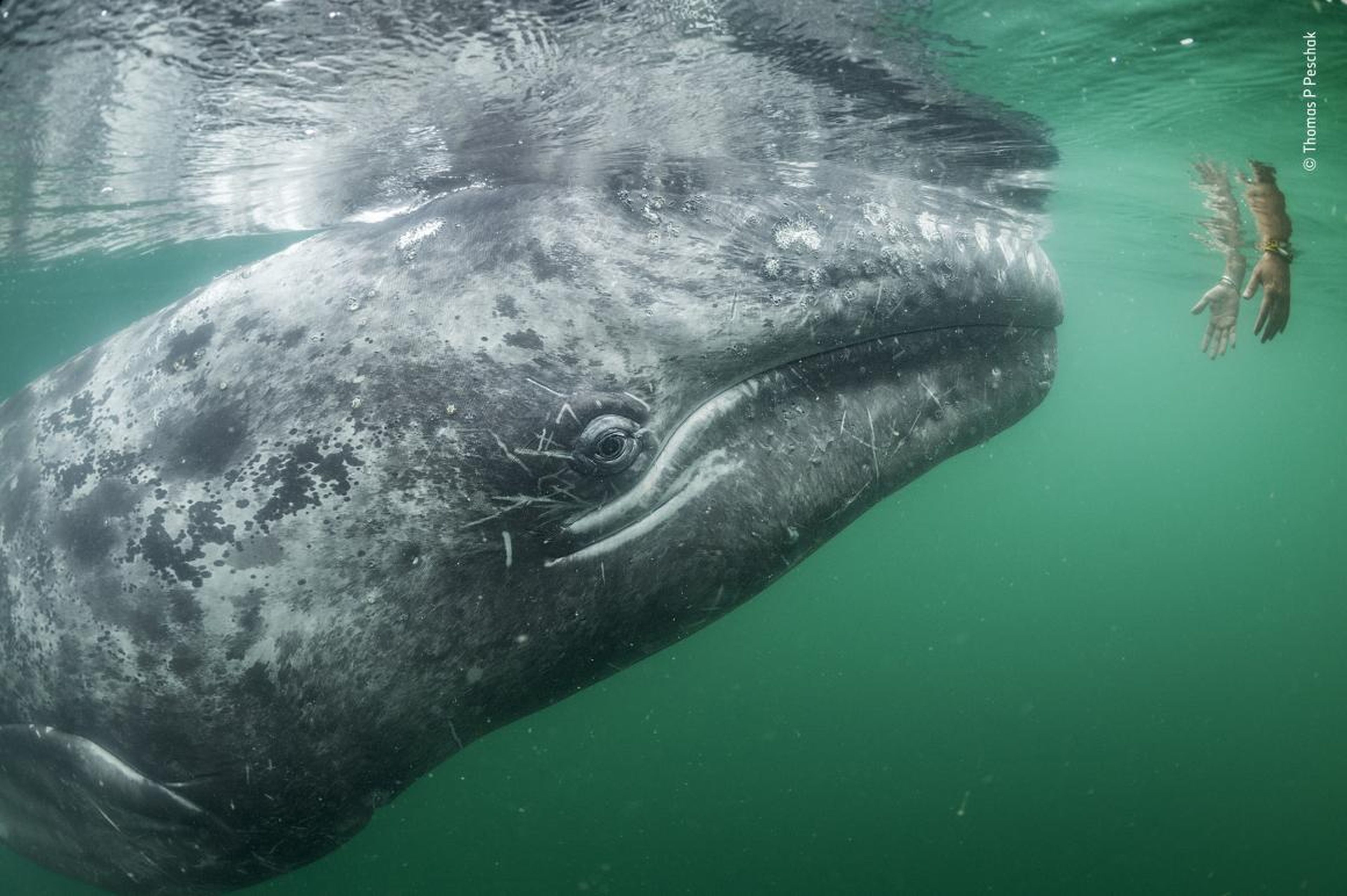 Una ballena gris se acerca a un par de manos que bajan desde un barco turístico en la Laguna de San Ignacio, en la costa de Baja California, México.